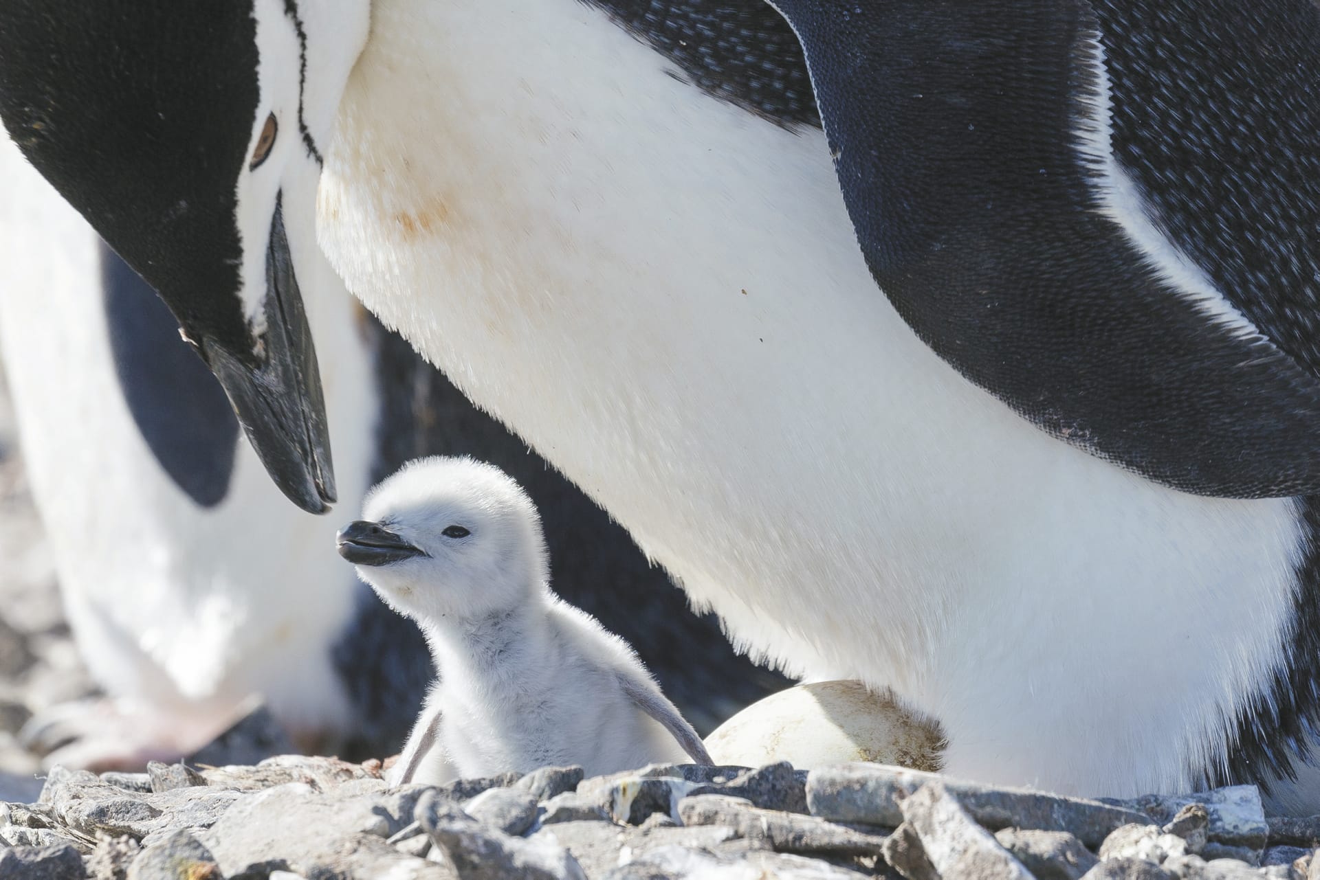 SAM_ANT_20181020_MB_10