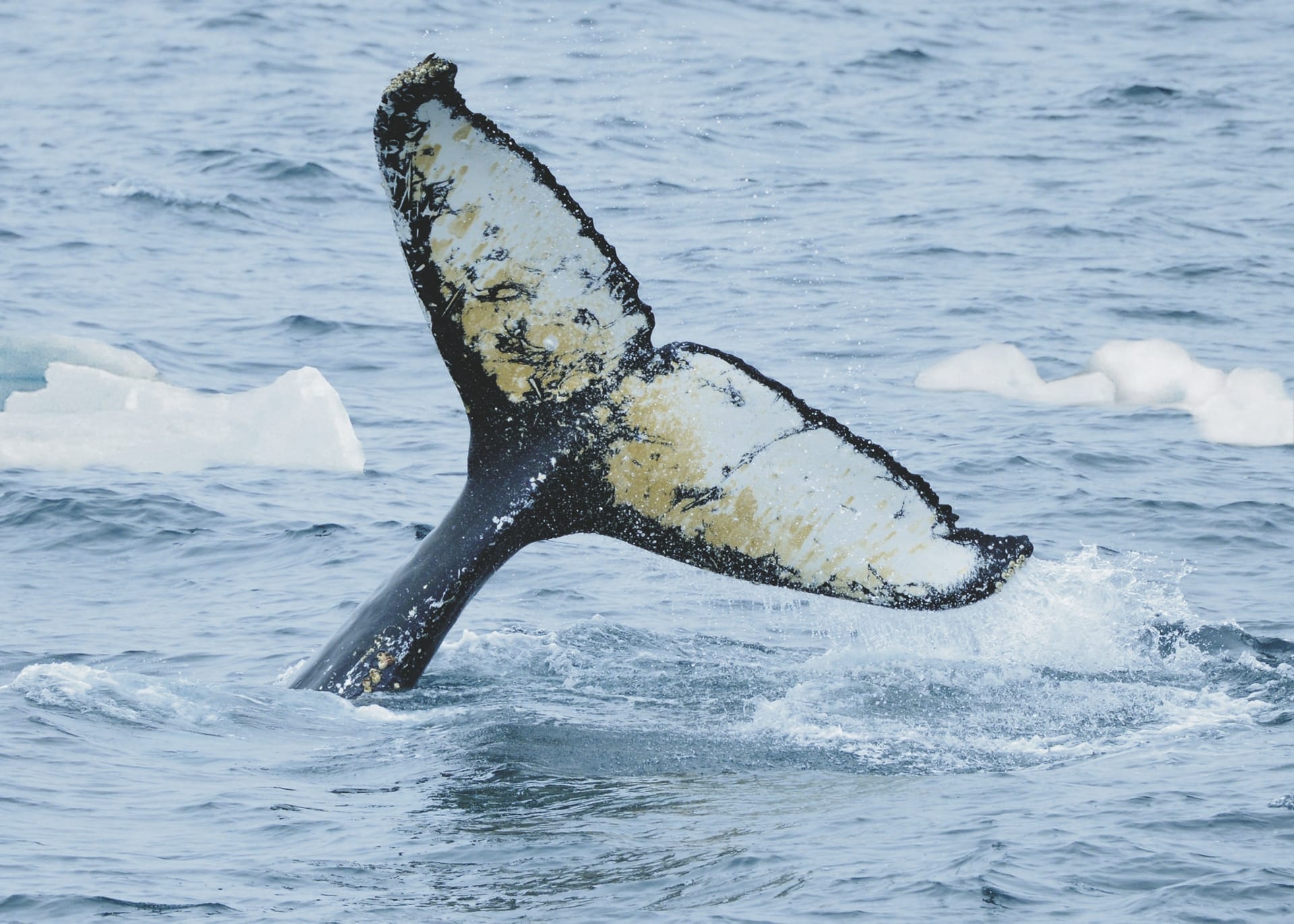 SAM_ANT_20190822_MB_13