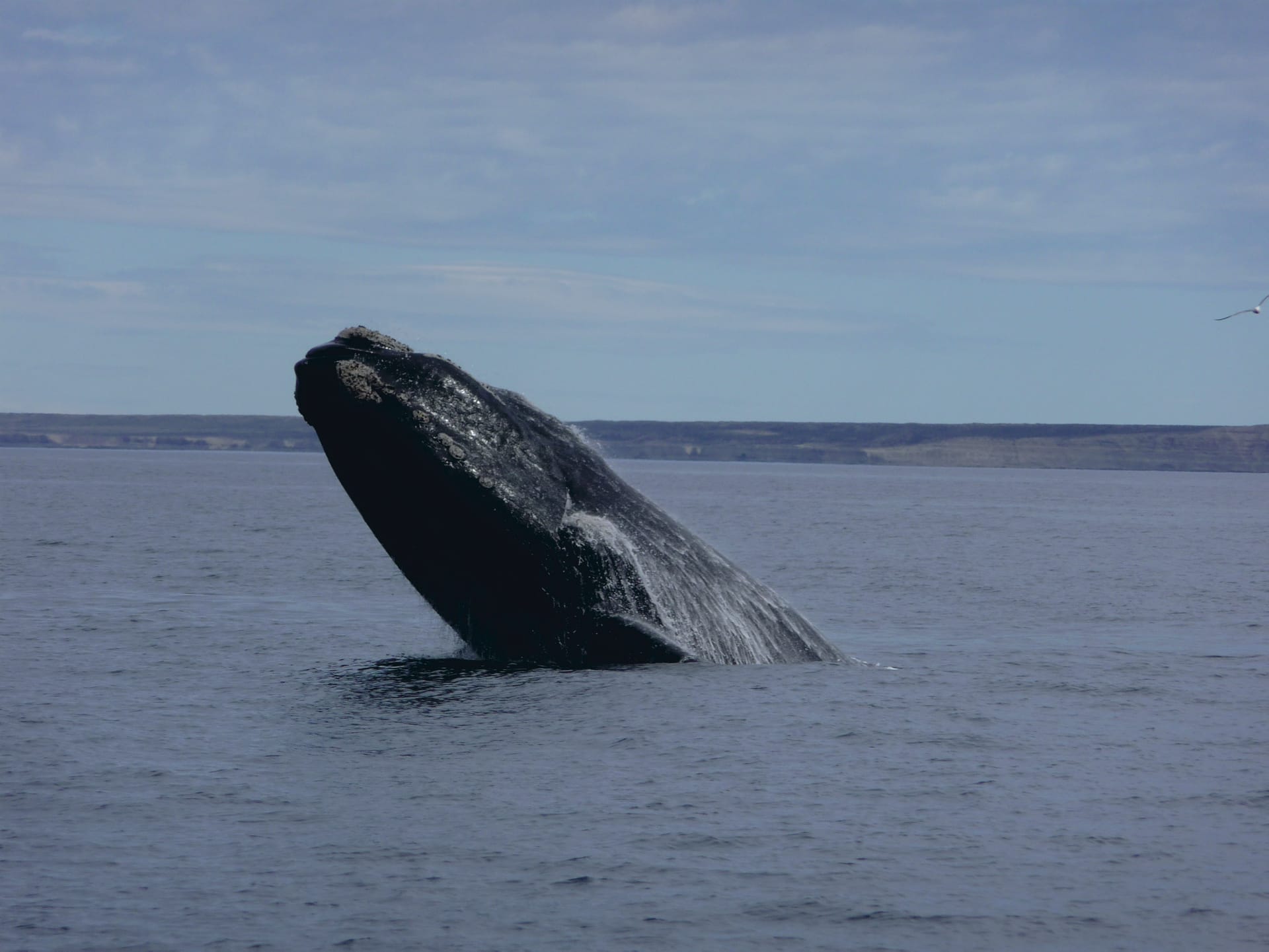 SAM_AR_106_20110722_PP