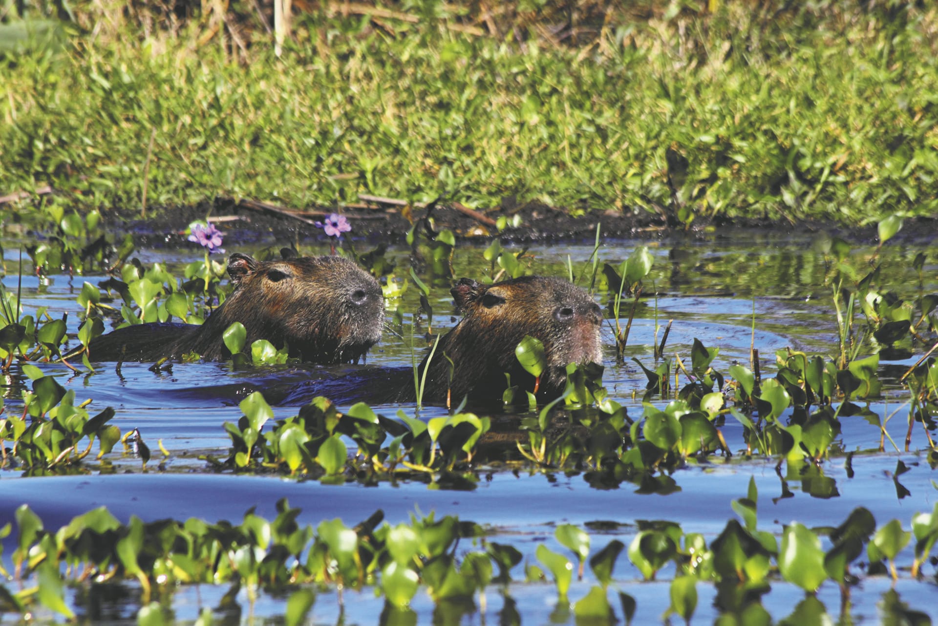 SAM_AR_591_20150826_PP