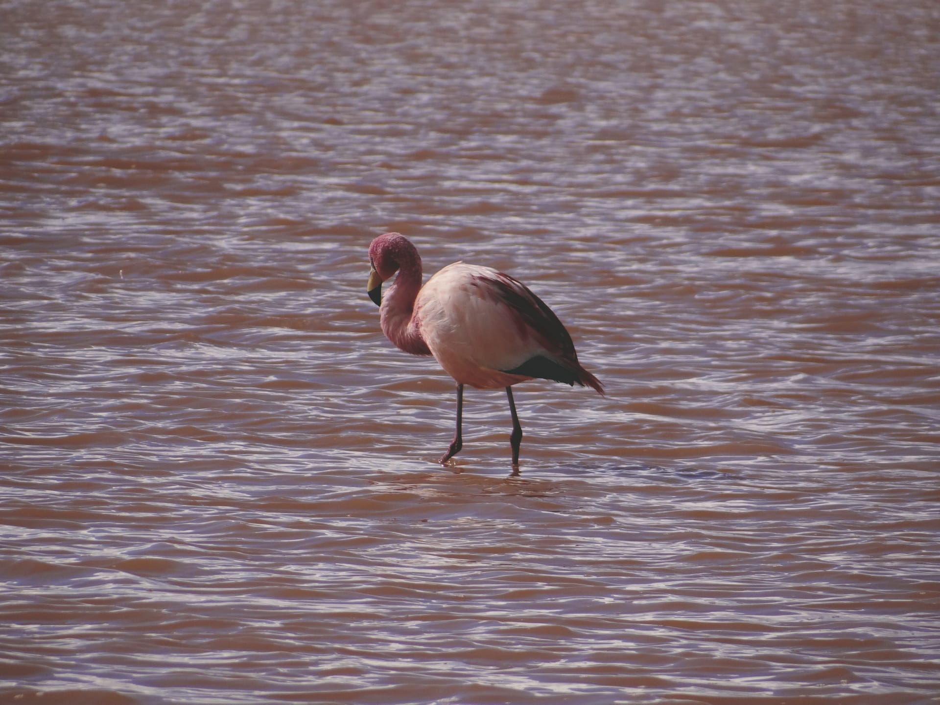 SAM_BO_214_20140926_PP