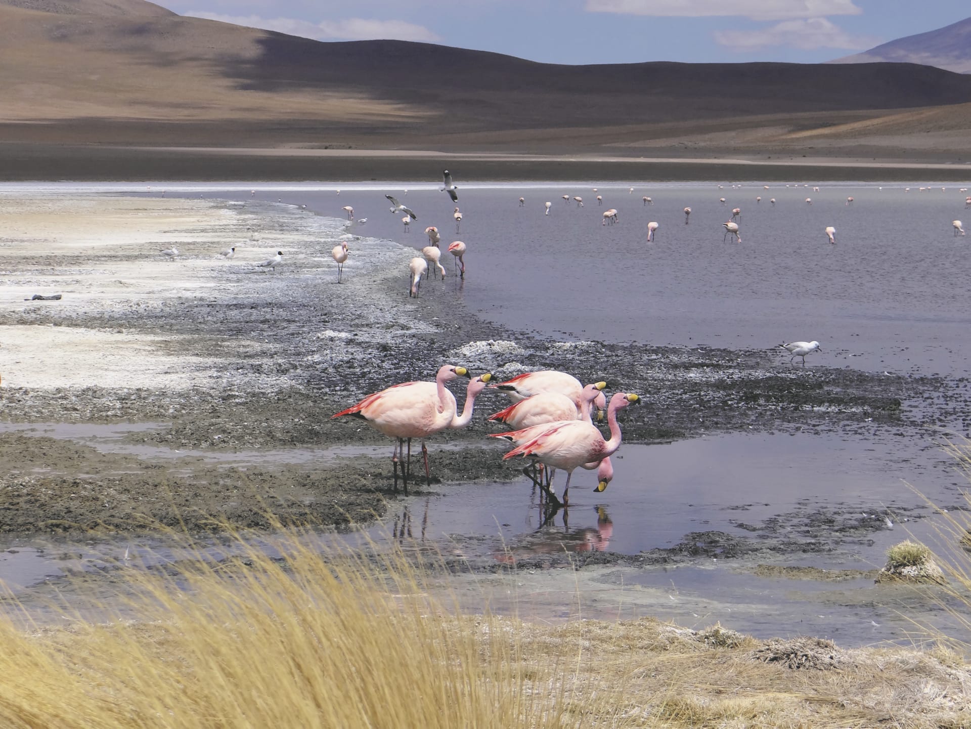 SAM_BO_220_20151001_PP