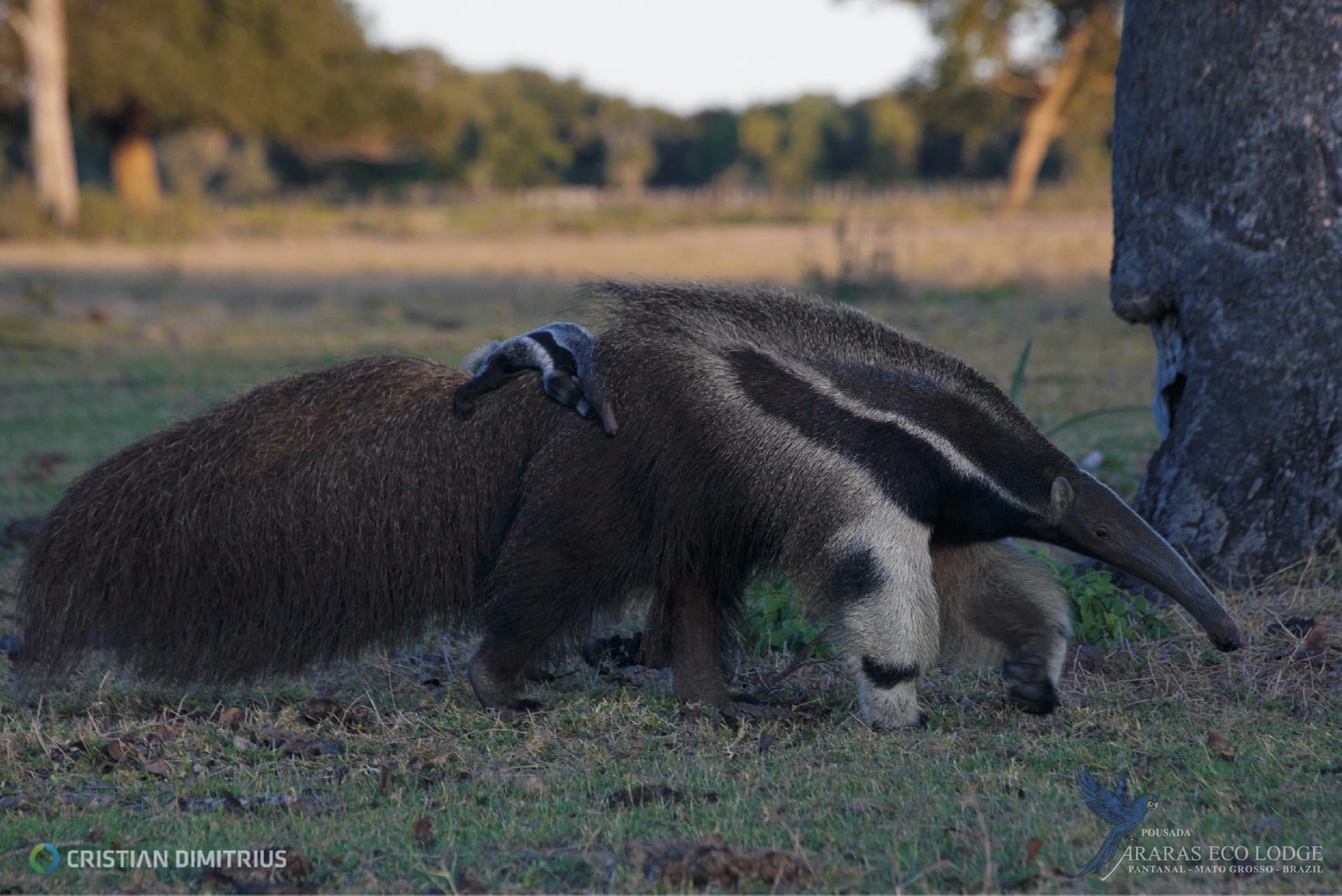 SAM_BR_013_20141015_AD