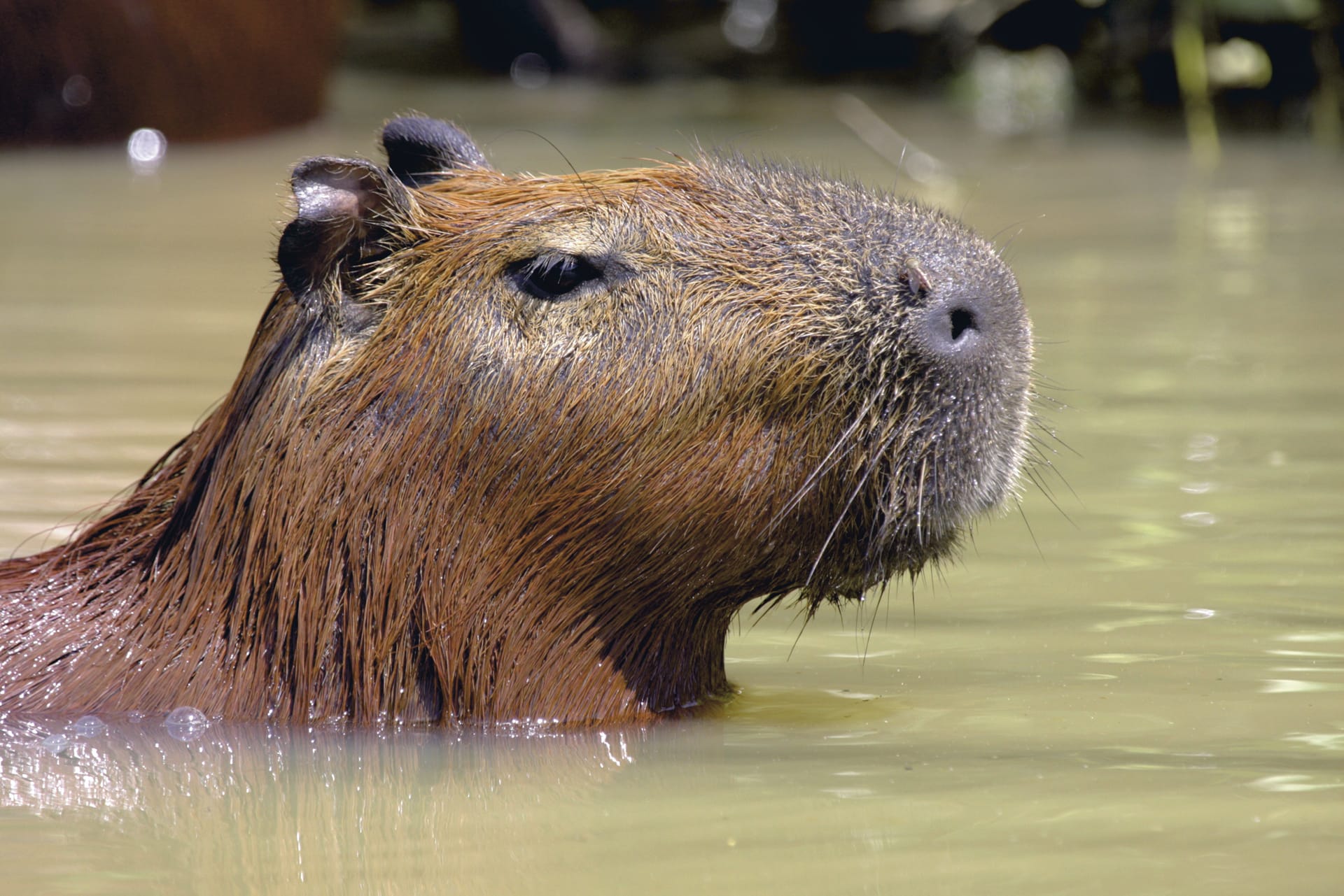 SAM_BR_077_20120711_PP