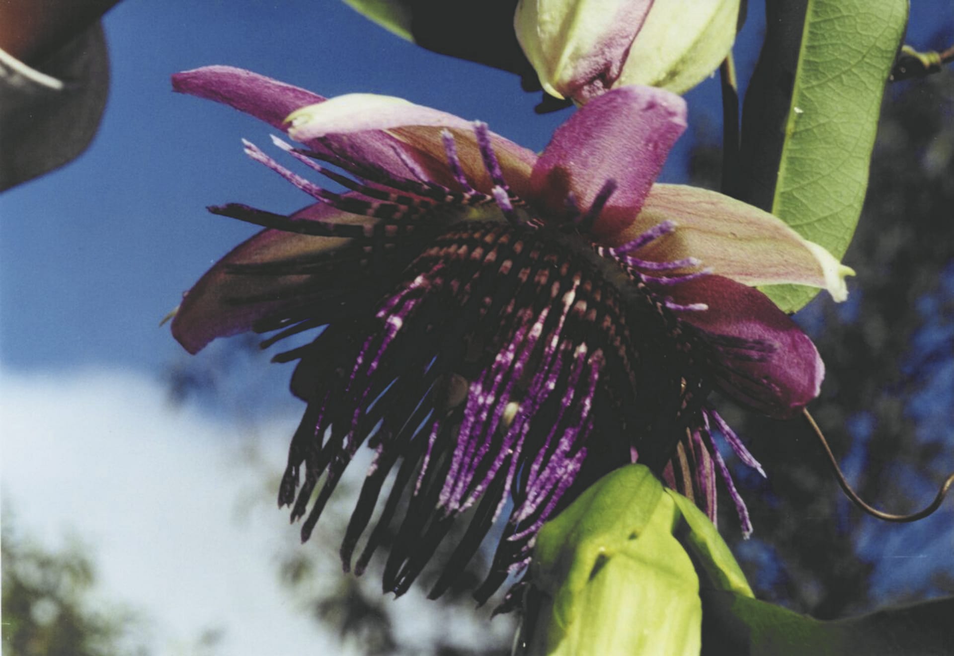 SAM_BR_147_20150928_PP