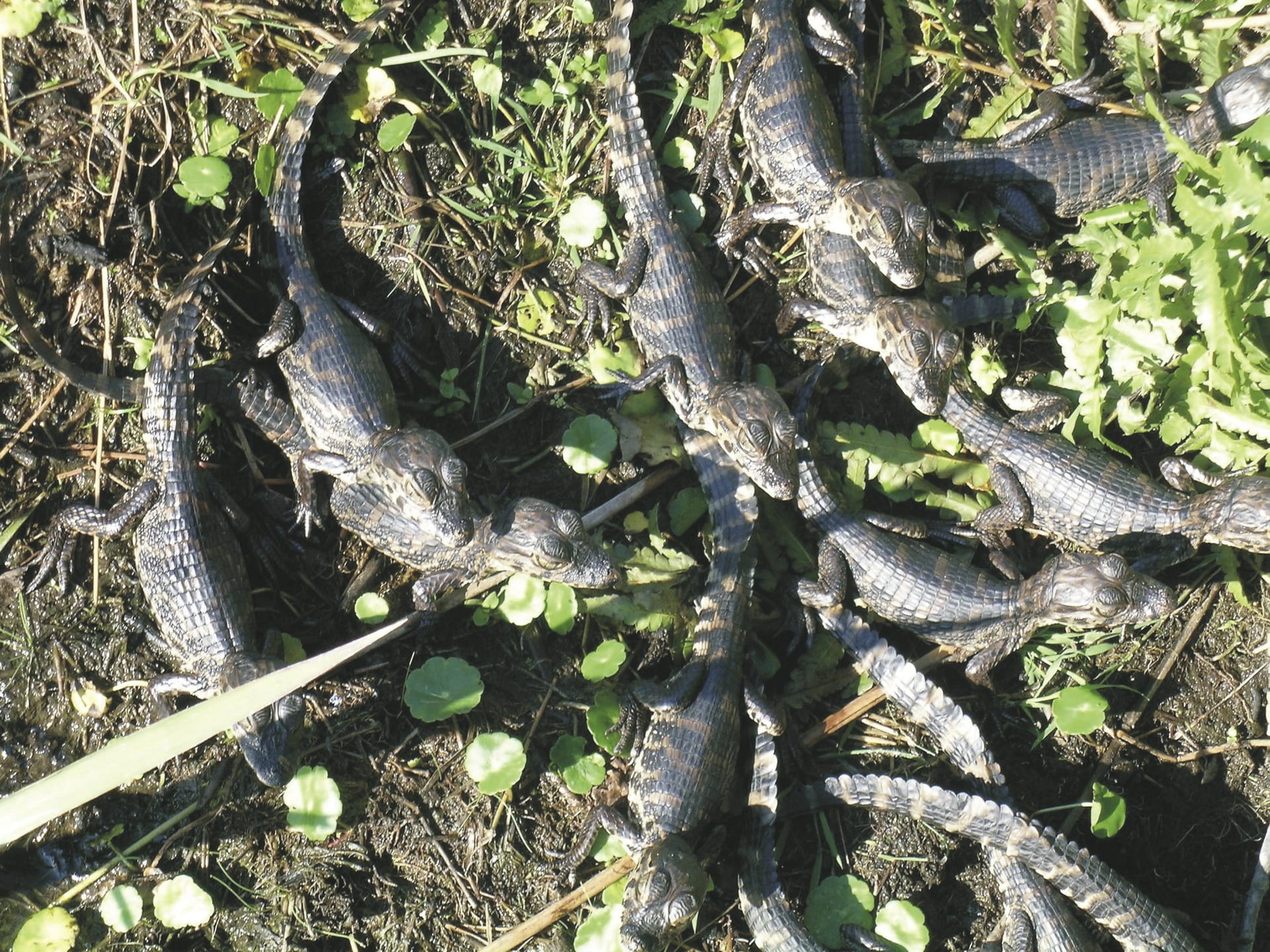 SAM_BR_2023_11_21_MB_8