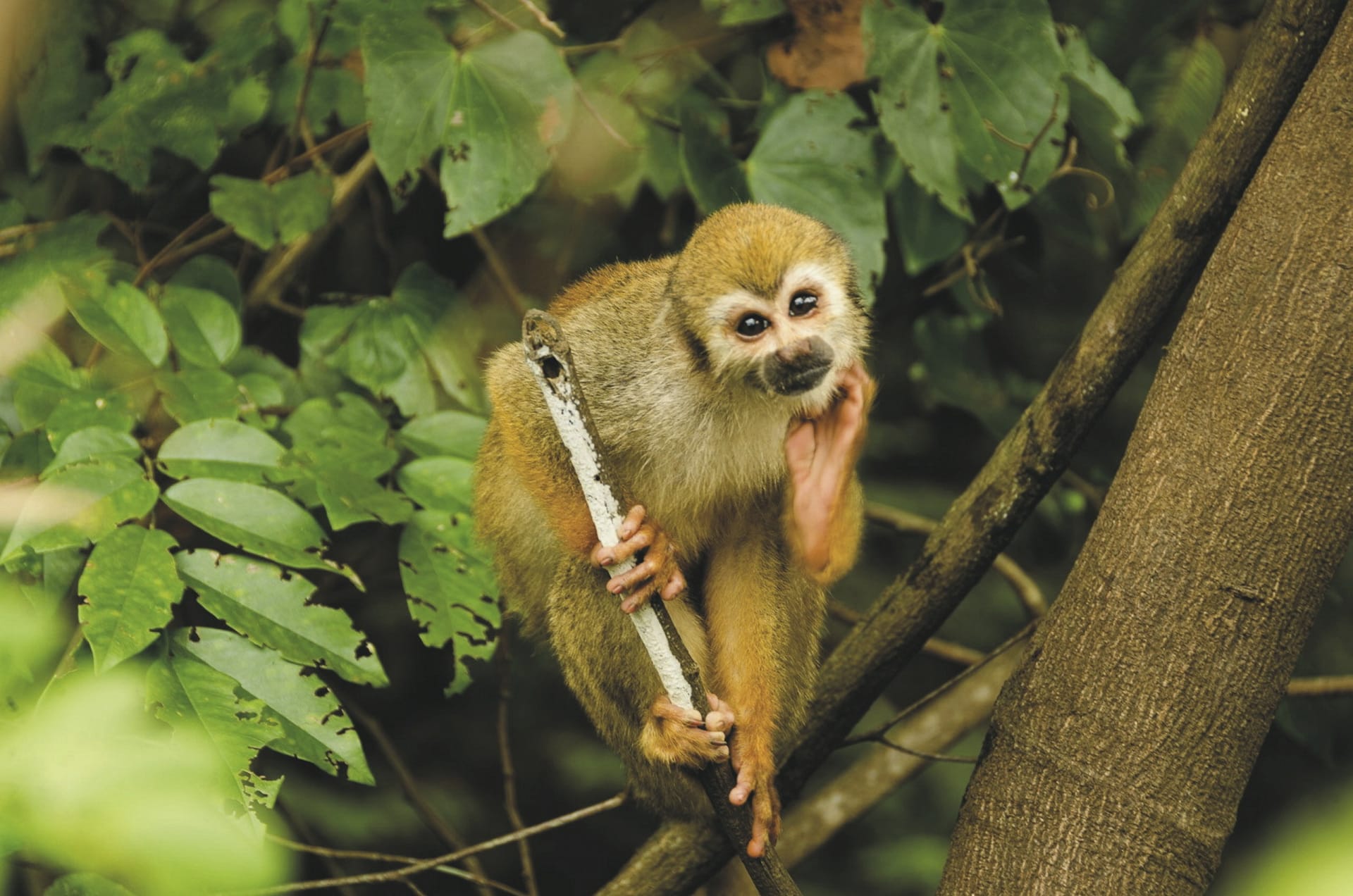 SAM_BR_20241212_MB_8