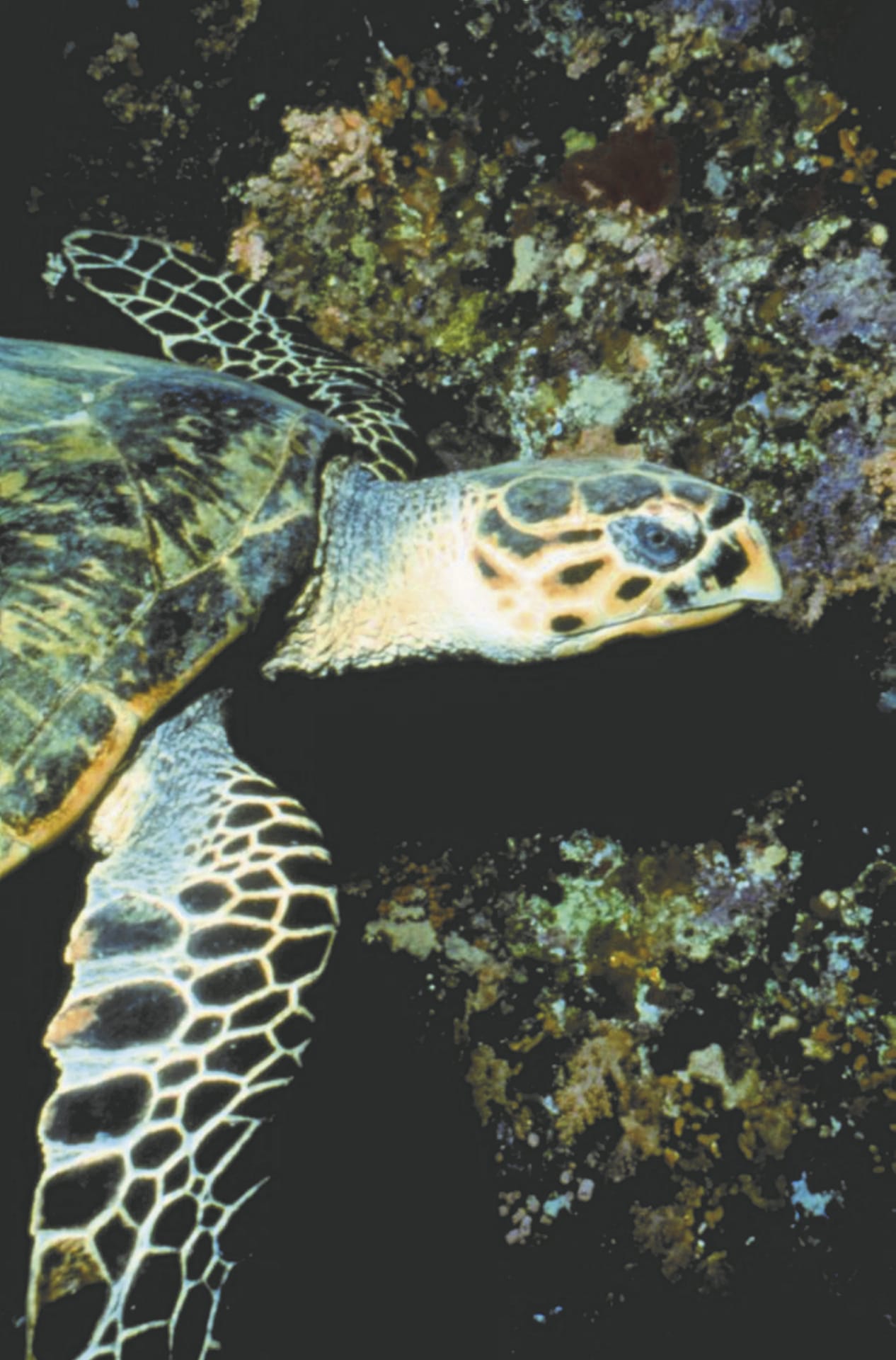 SAM_BR_258_20151014_PP