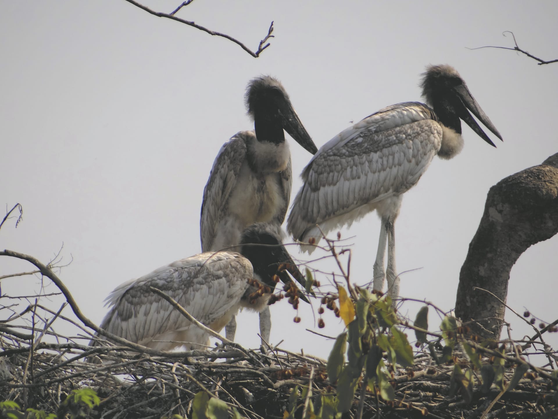 SAM_BR_812_20161011_PP