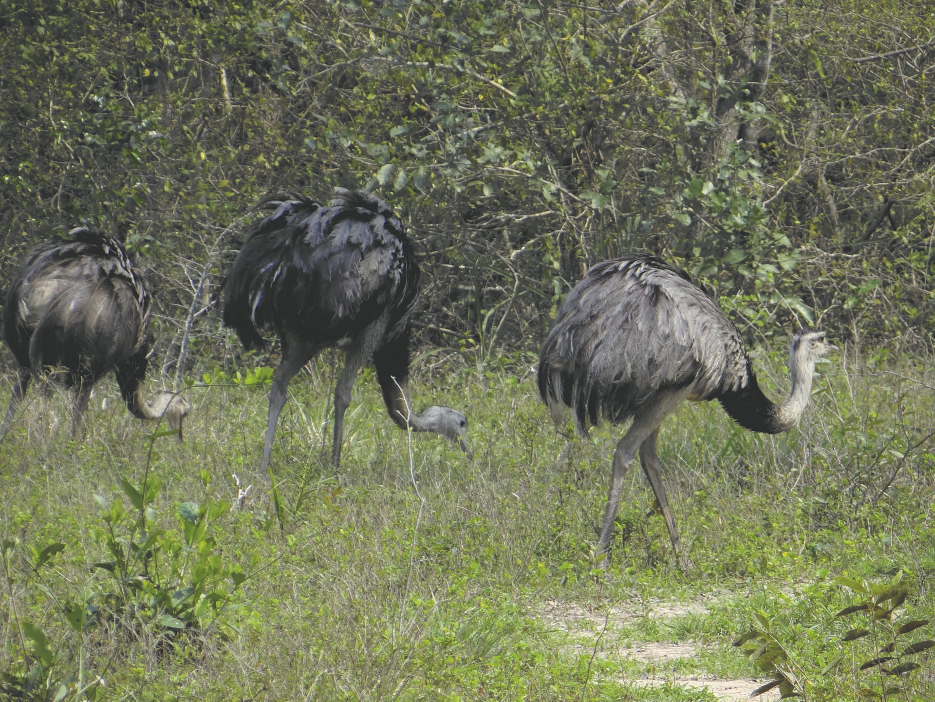 SAM_BR_813_20161011_PP