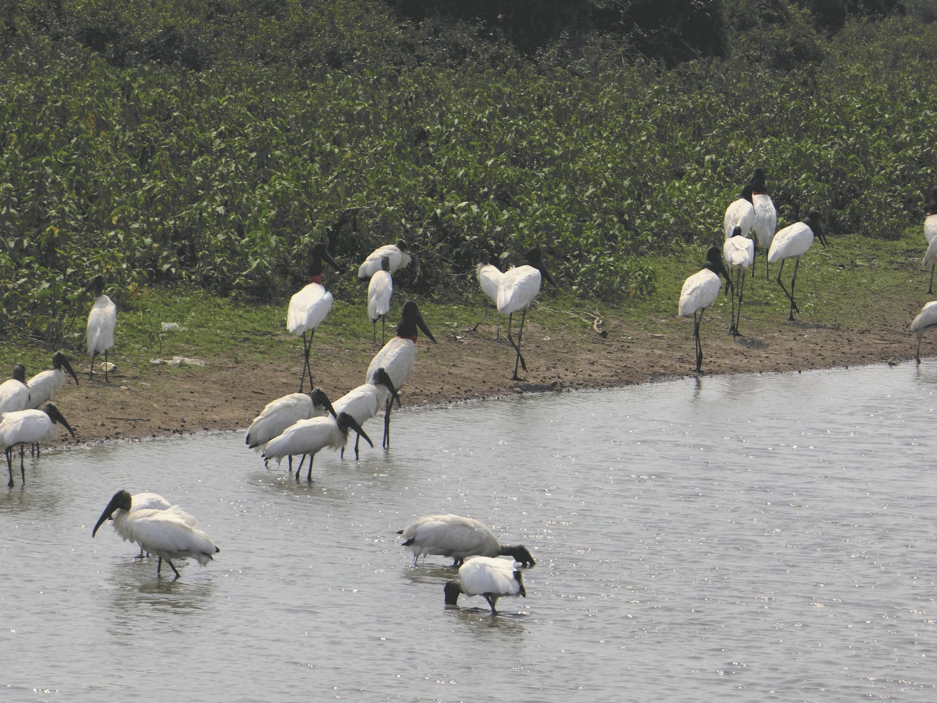 SAM_BR_833_20161011_PP