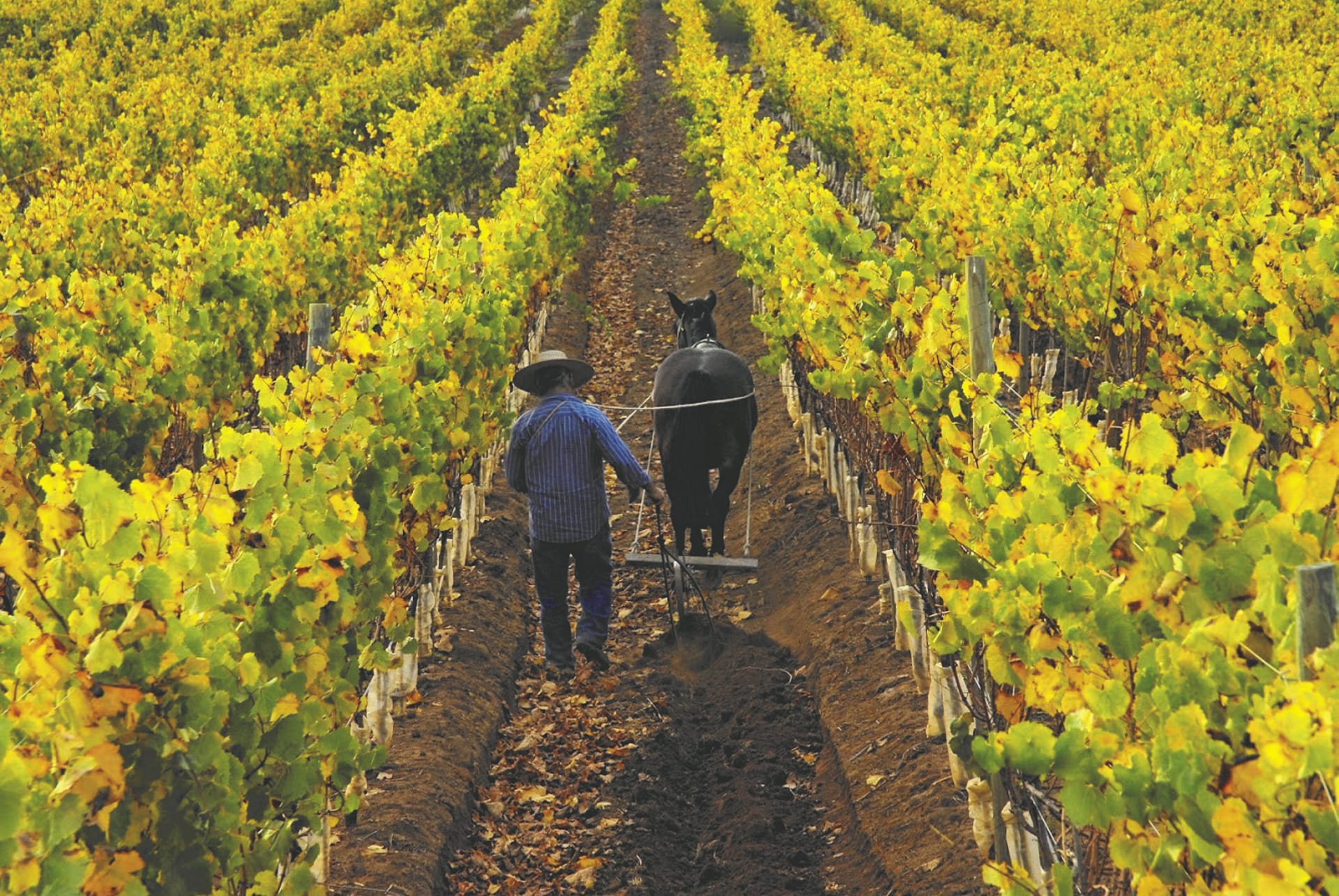 SAM_CHI_054_20160917_PP