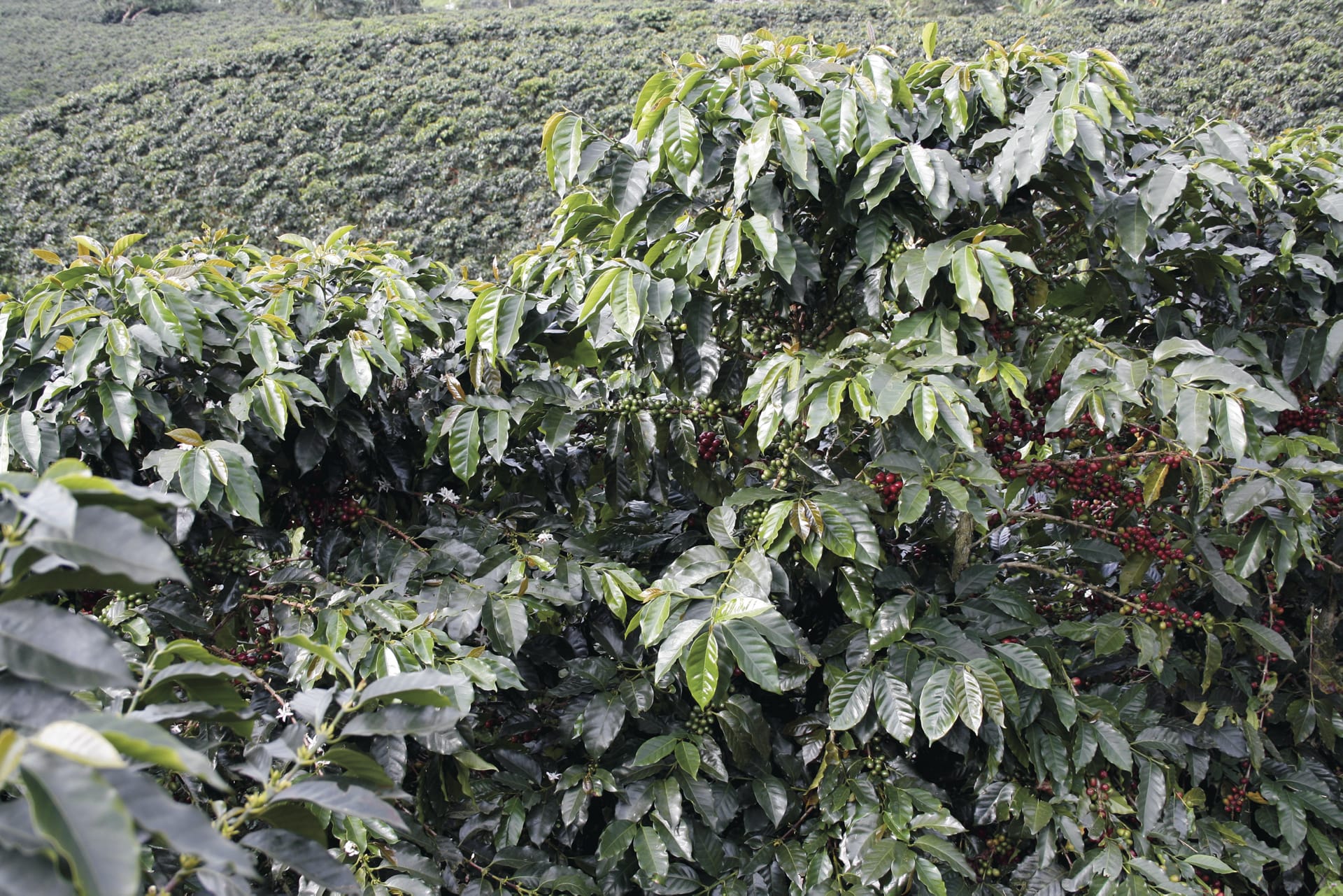 SAM_CO_038_20150729_IvB