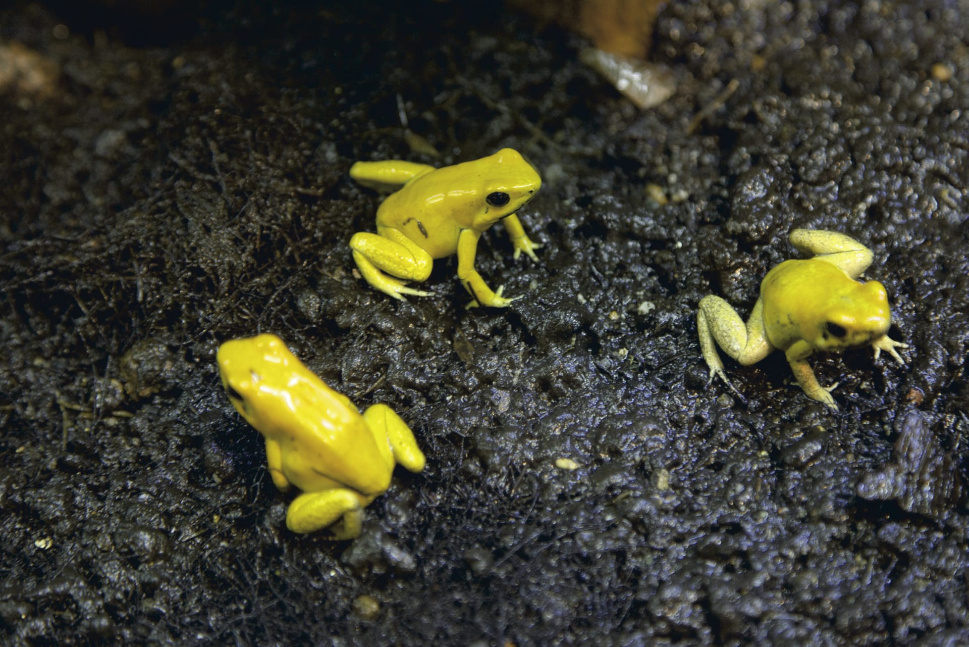 SAM_CO_153_20131127_PP