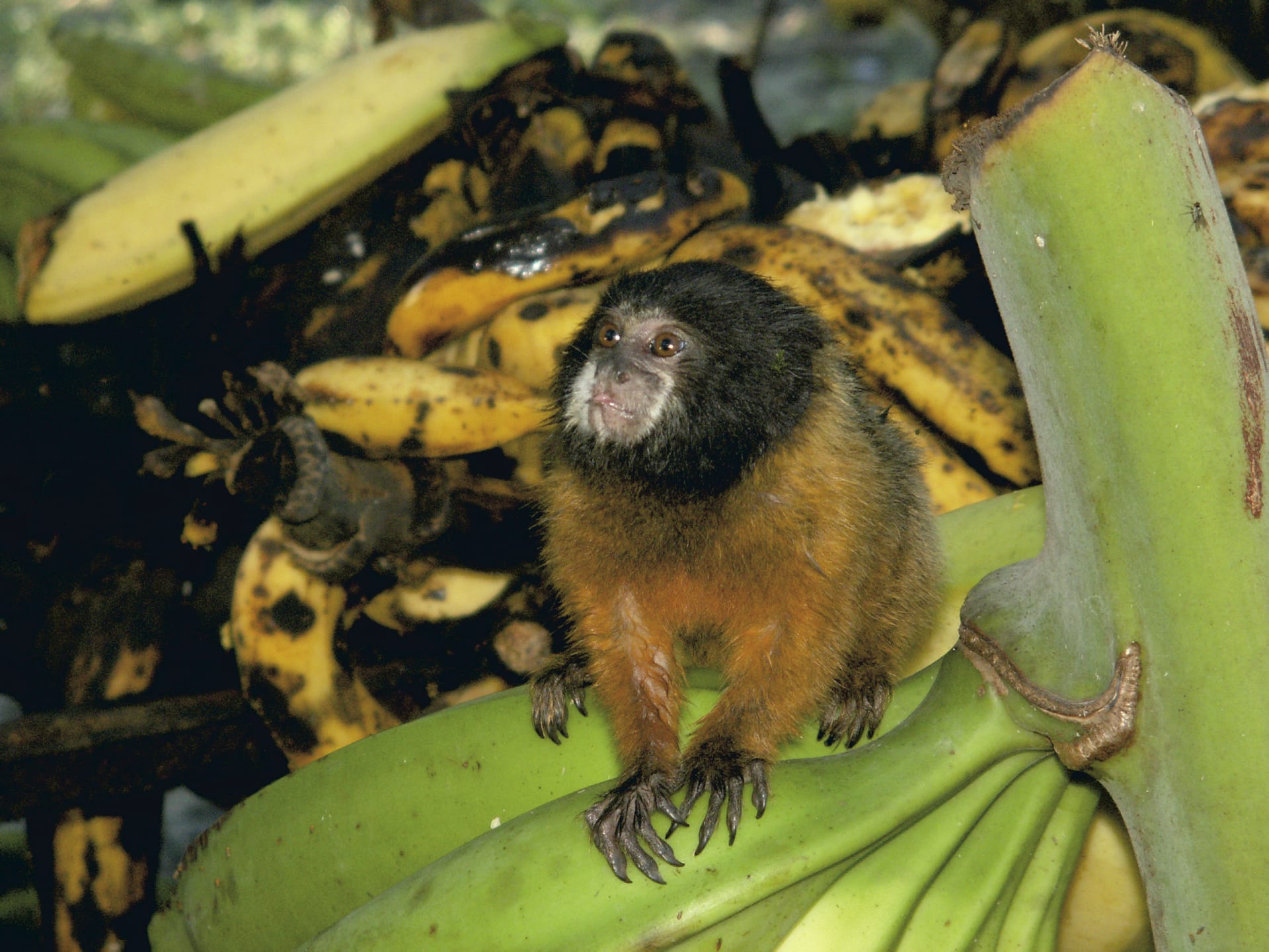 SAM_EC_063_20130625_PP