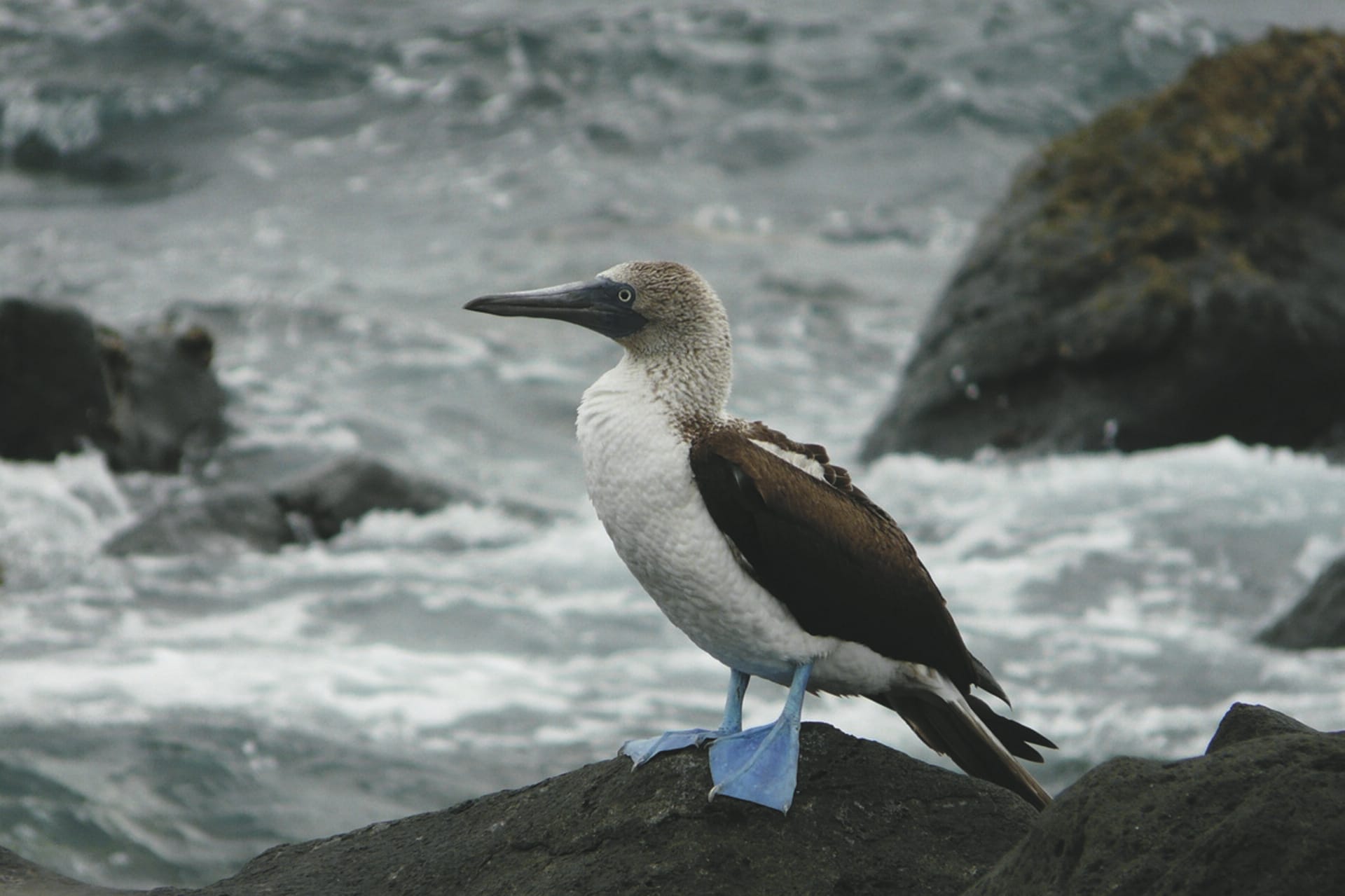 SAM_EC_20190120_IW_1