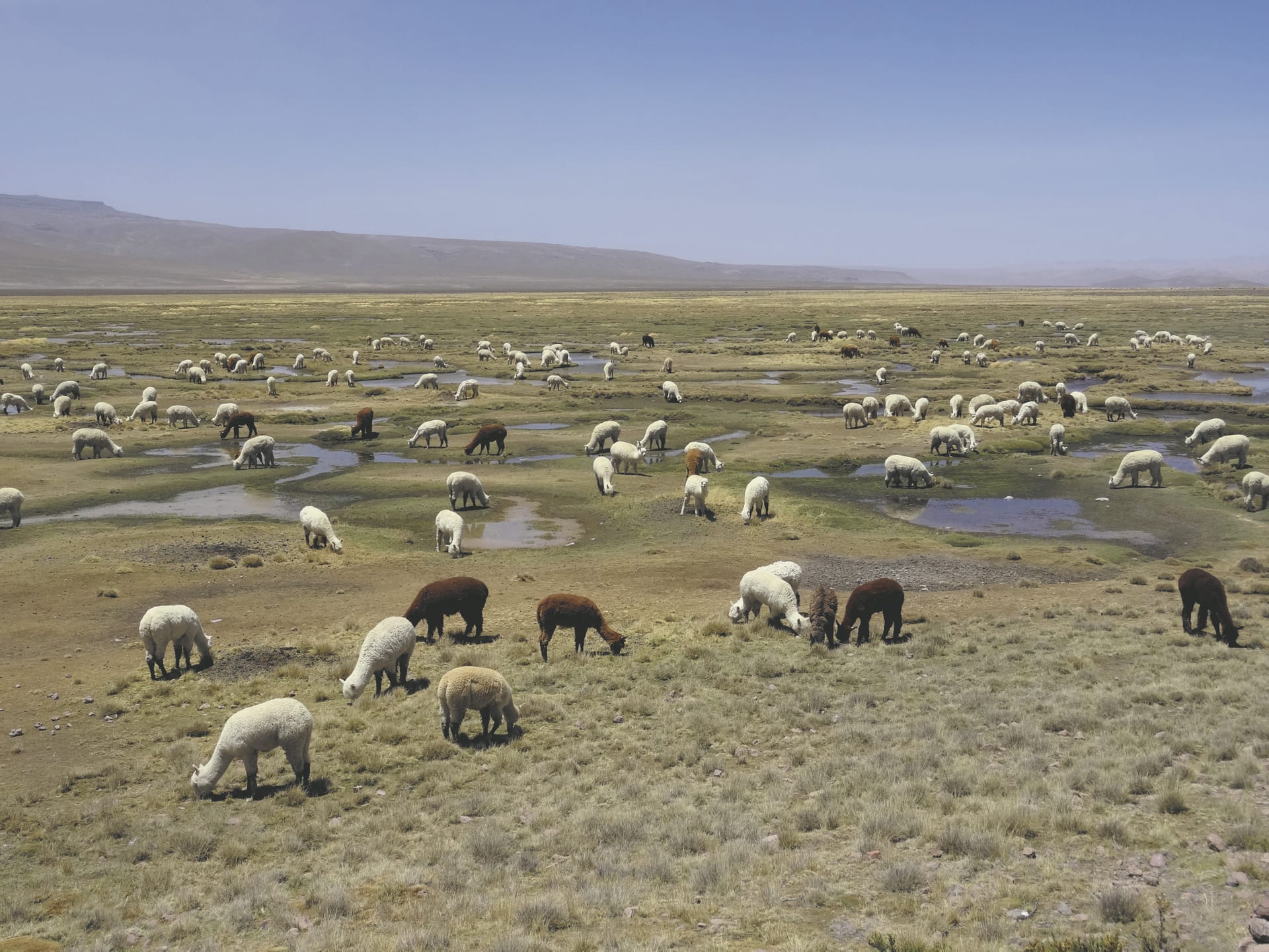 SAM_PE_1118_20170527_PP