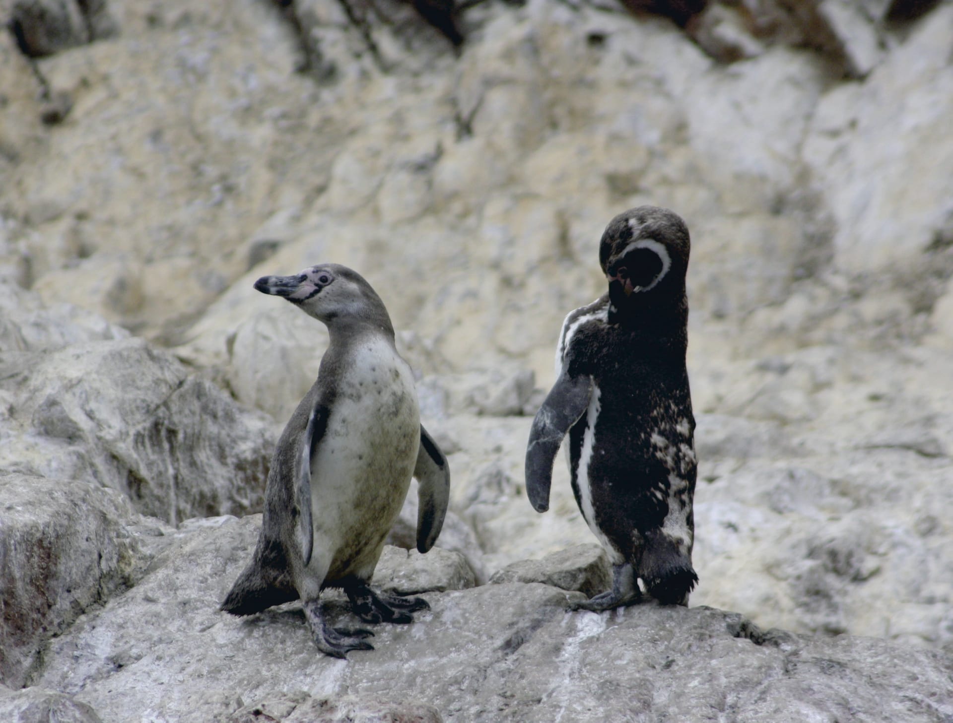 SAM_PE_432_20111102_PP