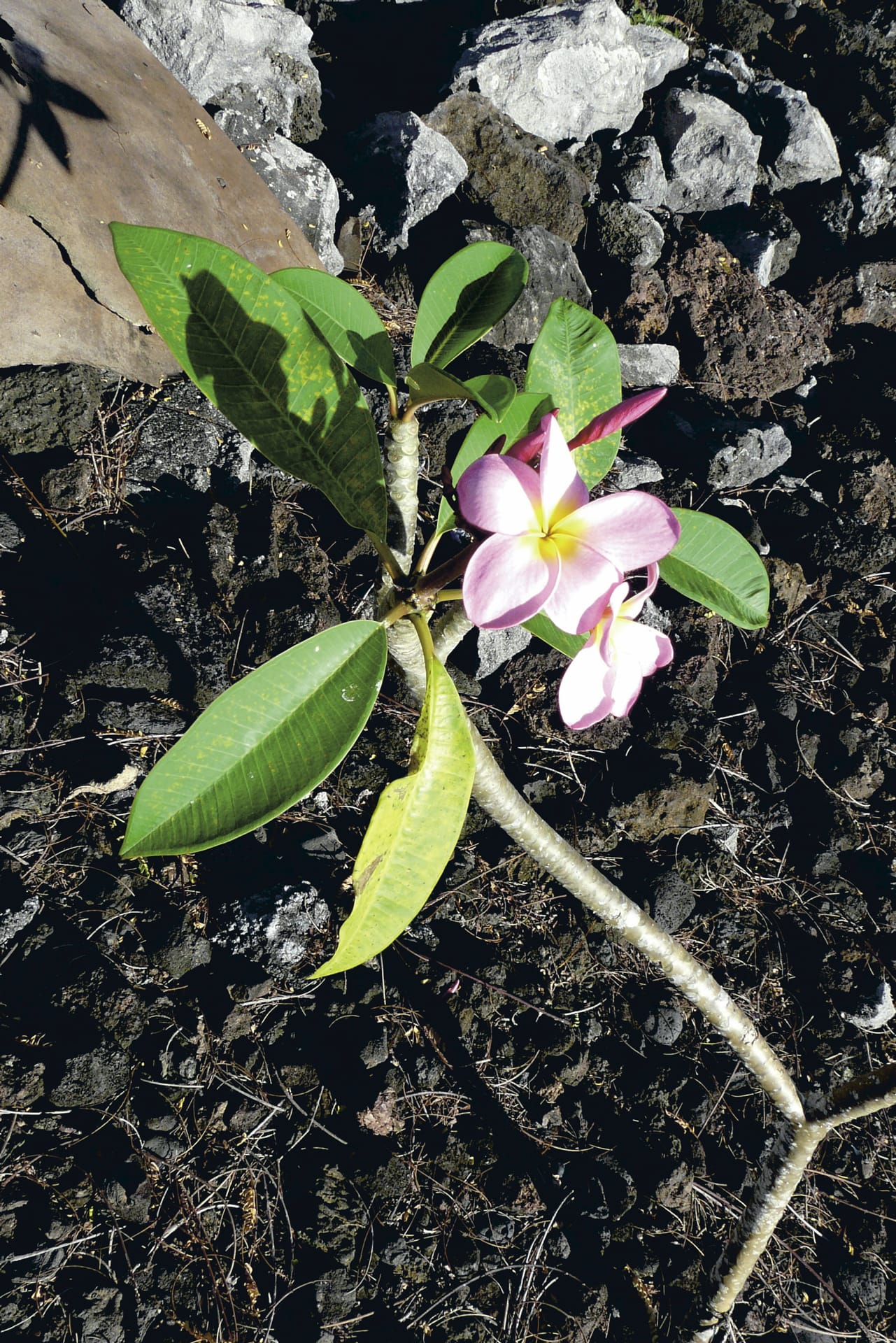 SPC_APW_522_20120726_PP