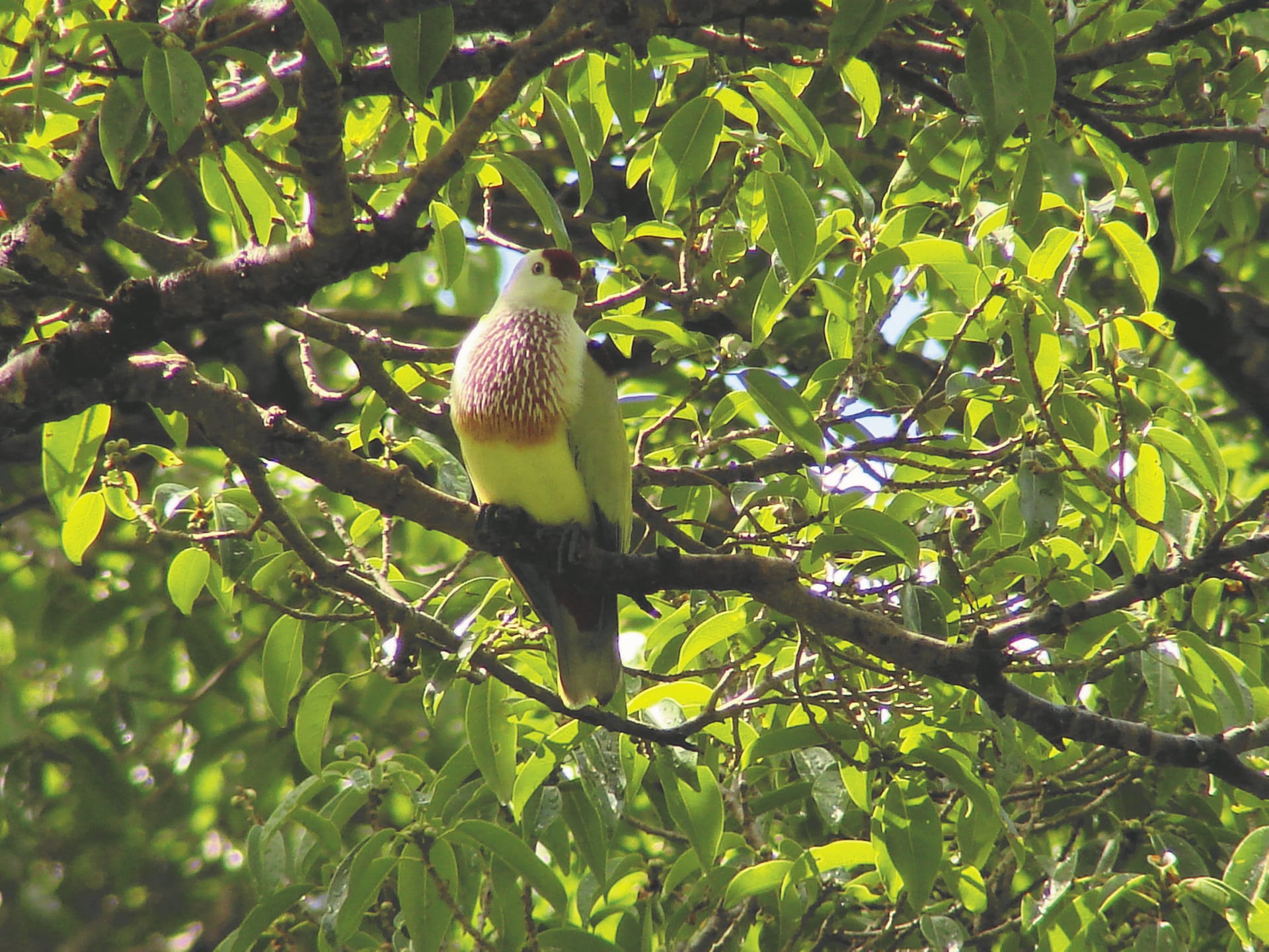 SPC_APW_600_20160628_PP