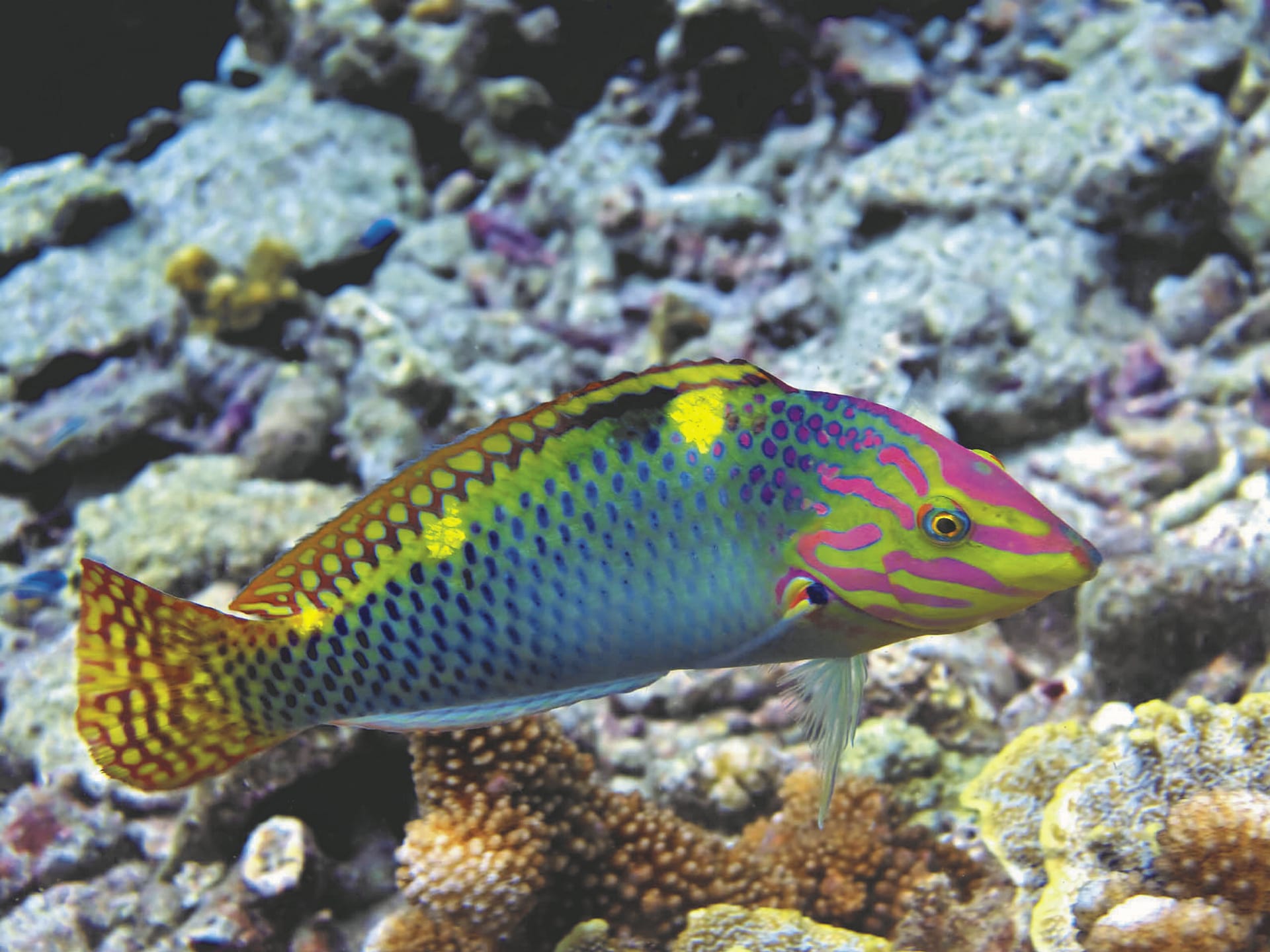 SPC_APW_601_20160628_PP