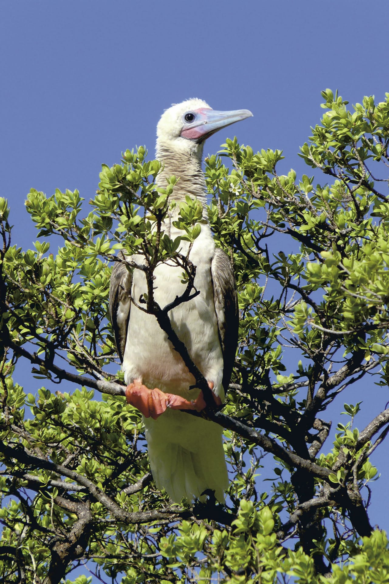 SPC_PPT_703_20120818_PP