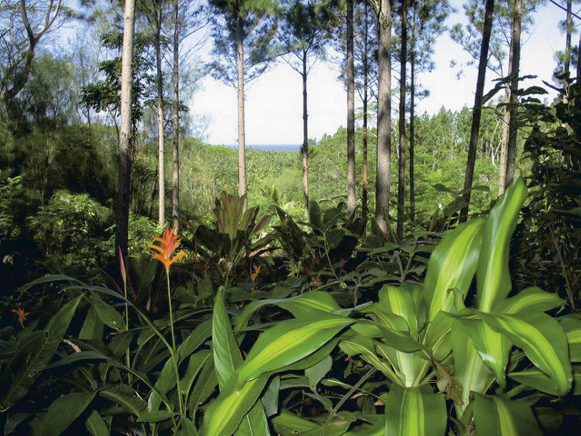 SPC_RAR_615_20120806_PP