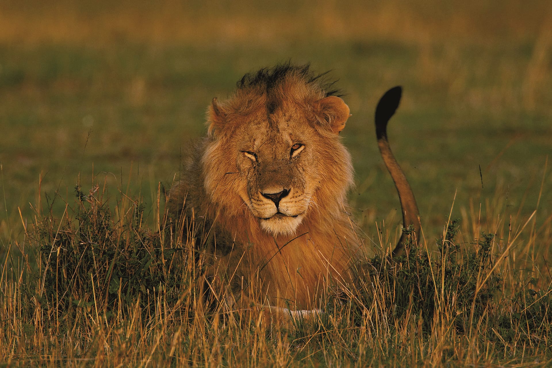 TAZ_DIV_036_20150616_DIA