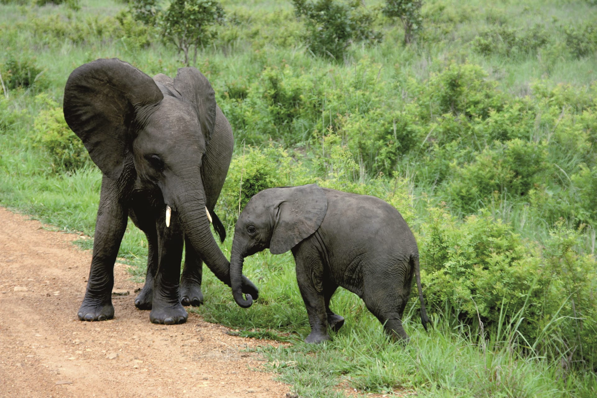 TAZ_DIV_058_20150616_DIA