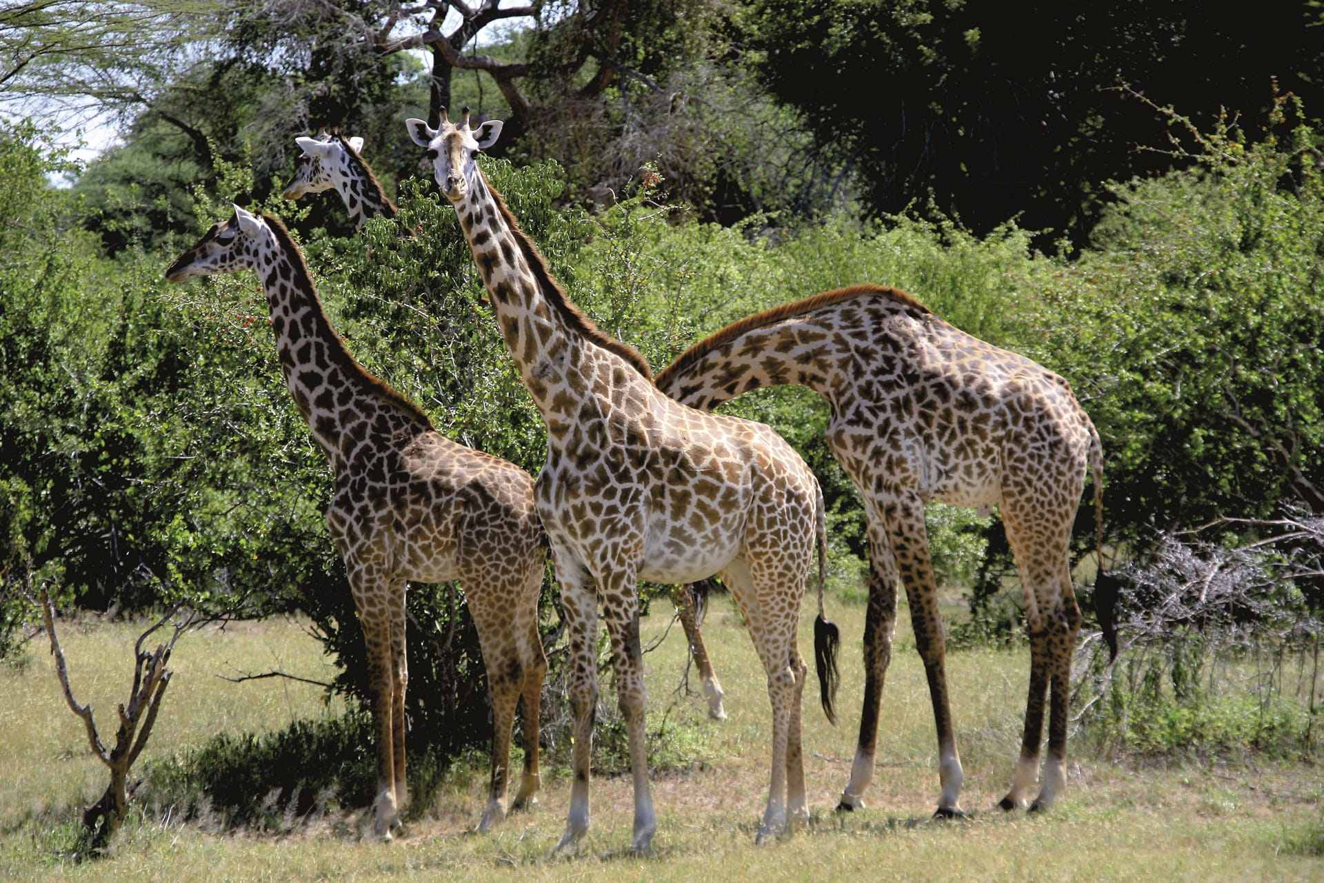 TAZ_DIV_059_20150616_DIA