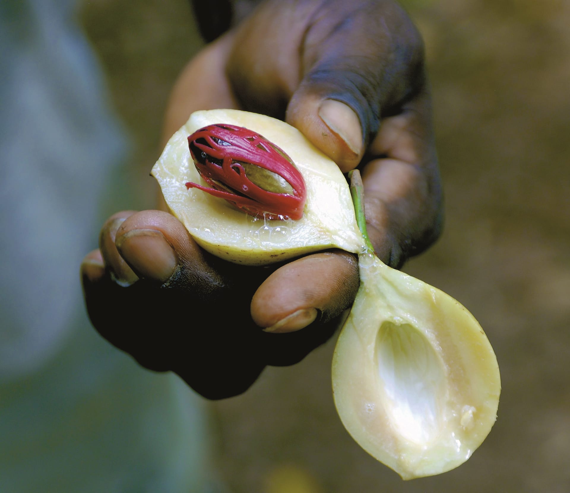 TAZ_DIV_082_20150616_DIA