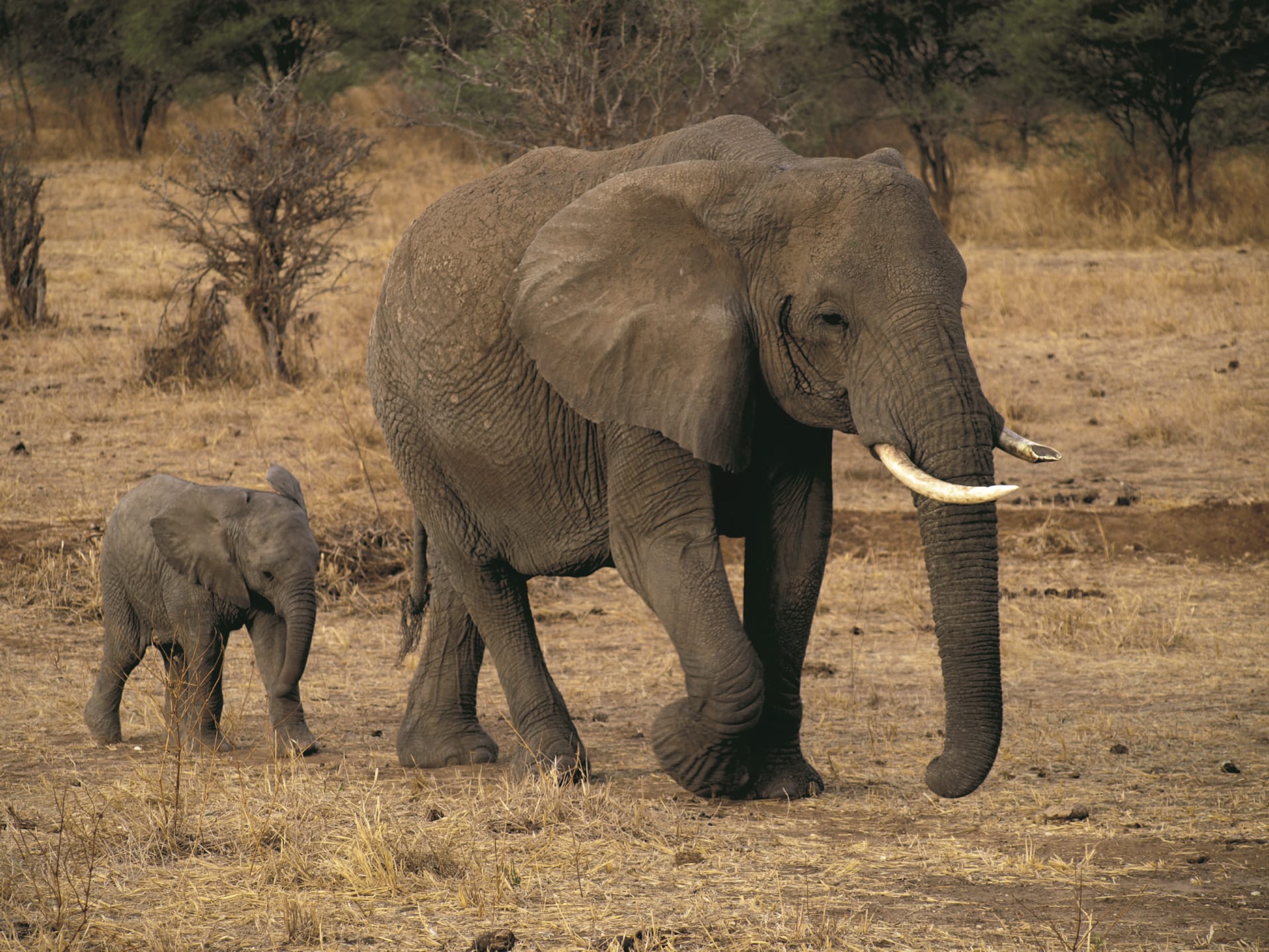 TAZ_DIV_099_20120717_VL