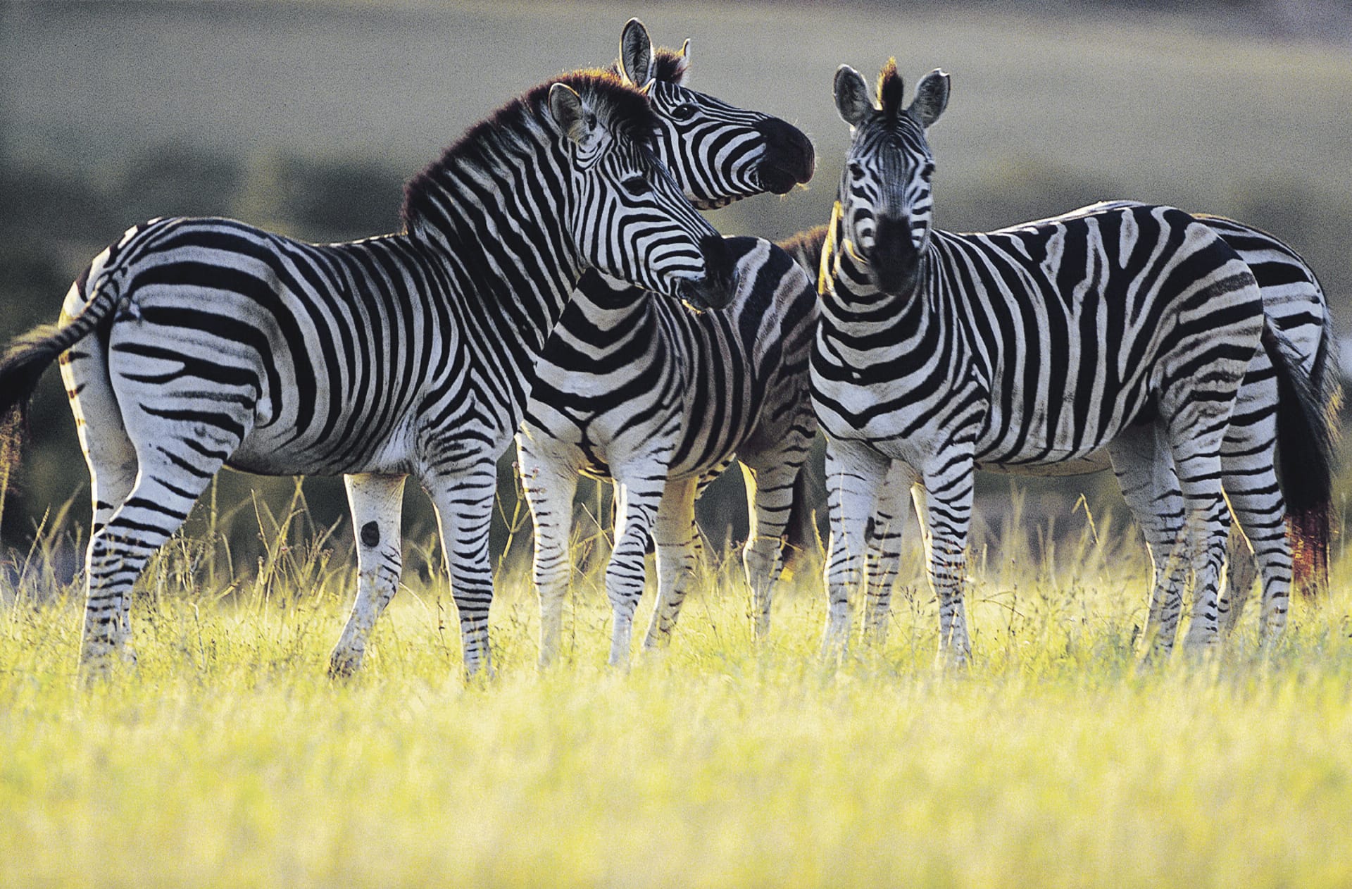 TAZ_DIV_123_20100723_SS