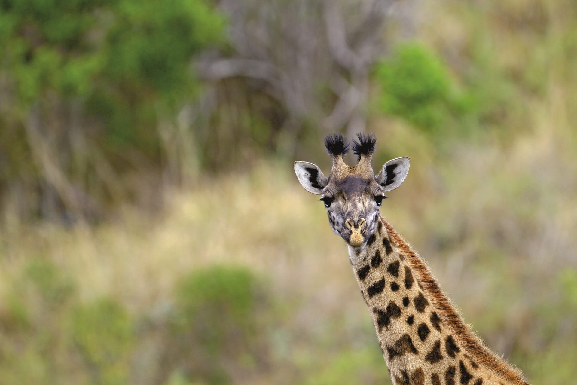 TAZ_DIV_148_20150616_DIA