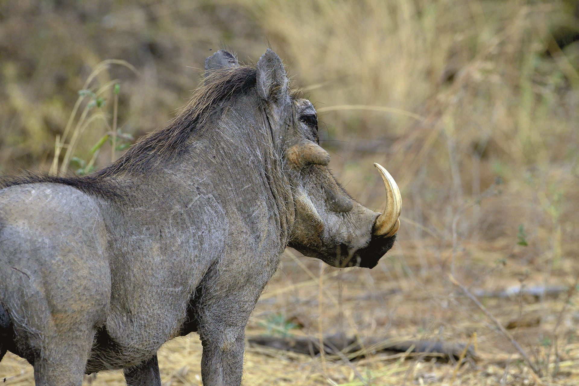 TAZ_DIV_160_20150616_DIA