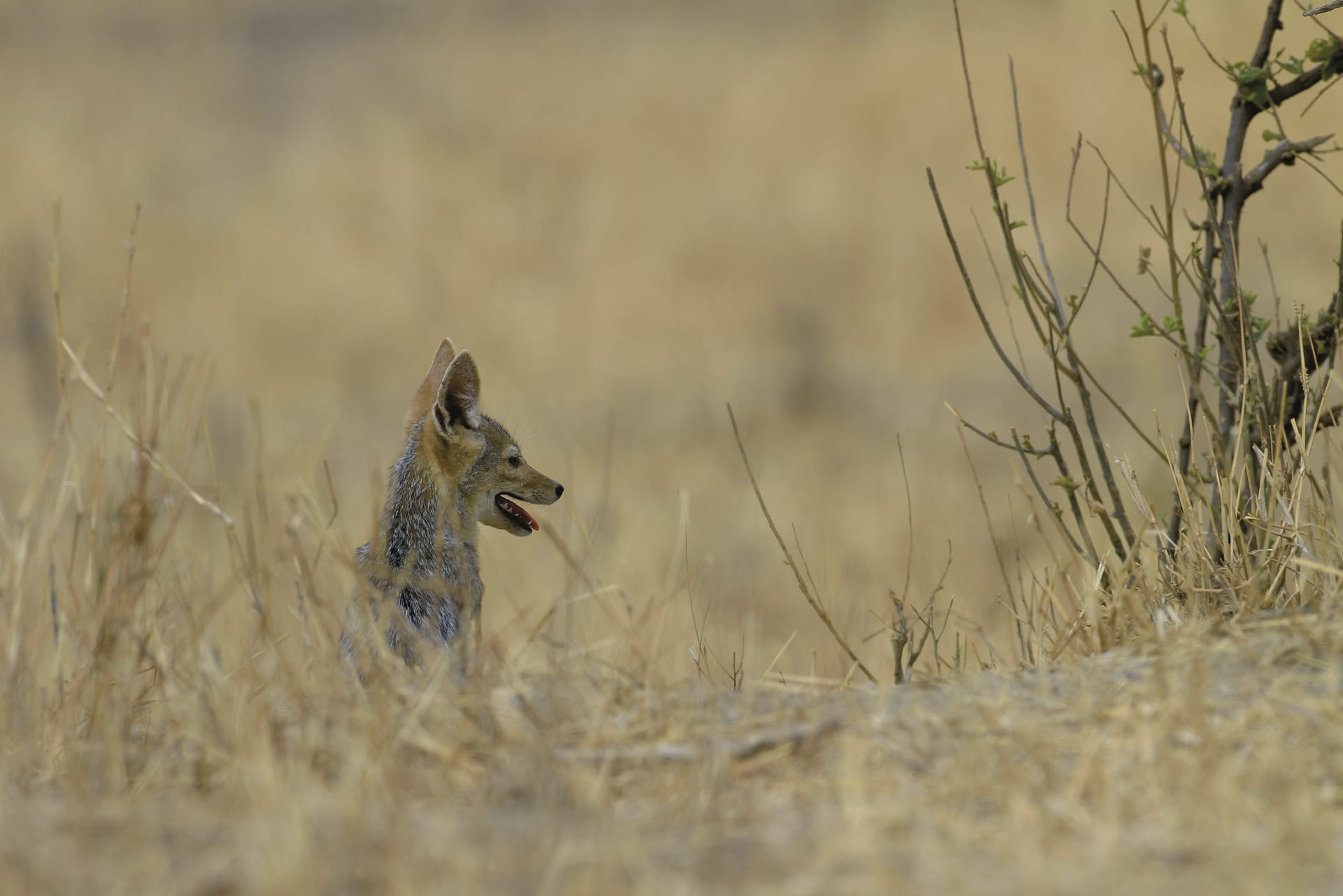 TAZ_DIV_170_20150616_DIA