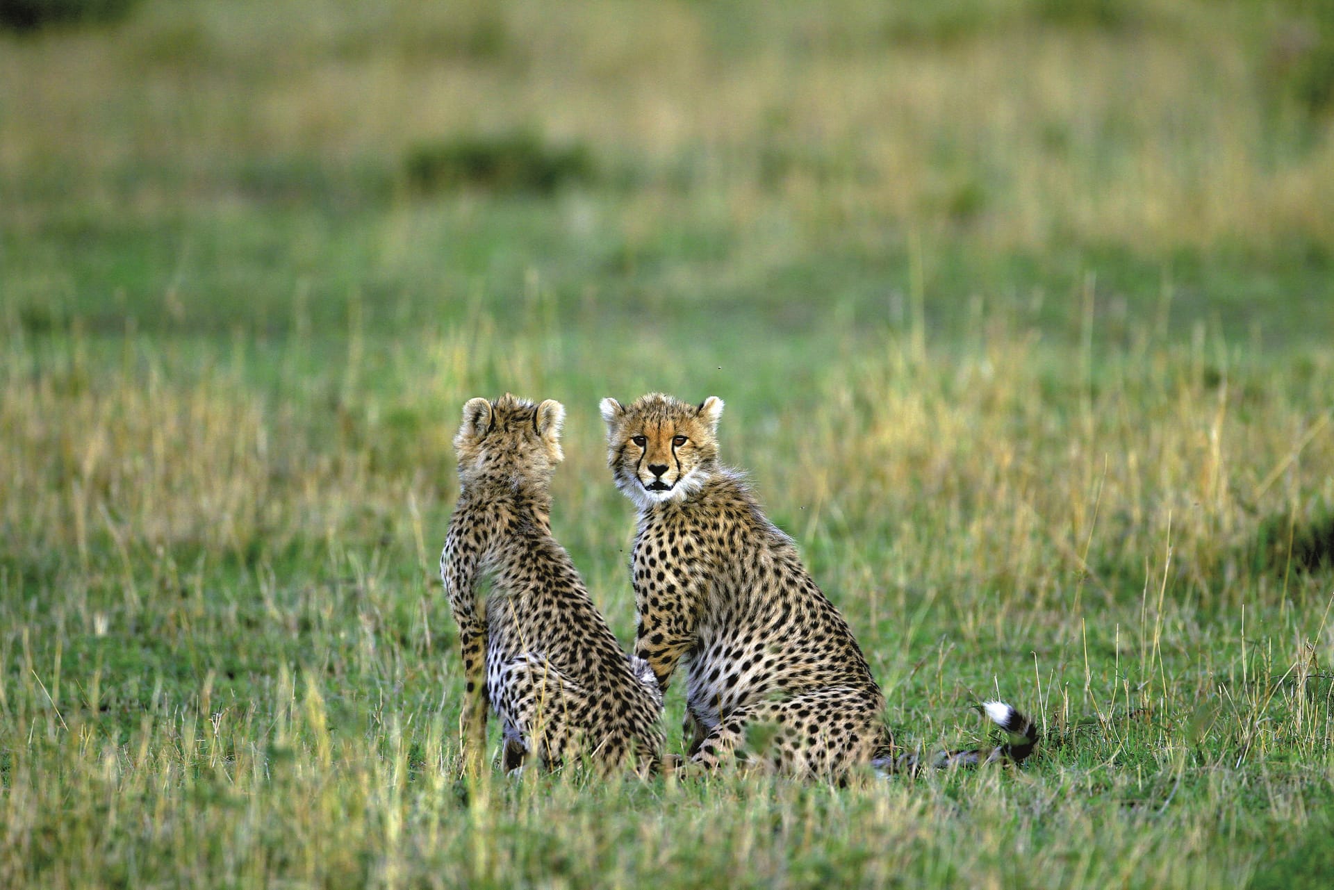 TAZ_DIV_183_20150616_DIA