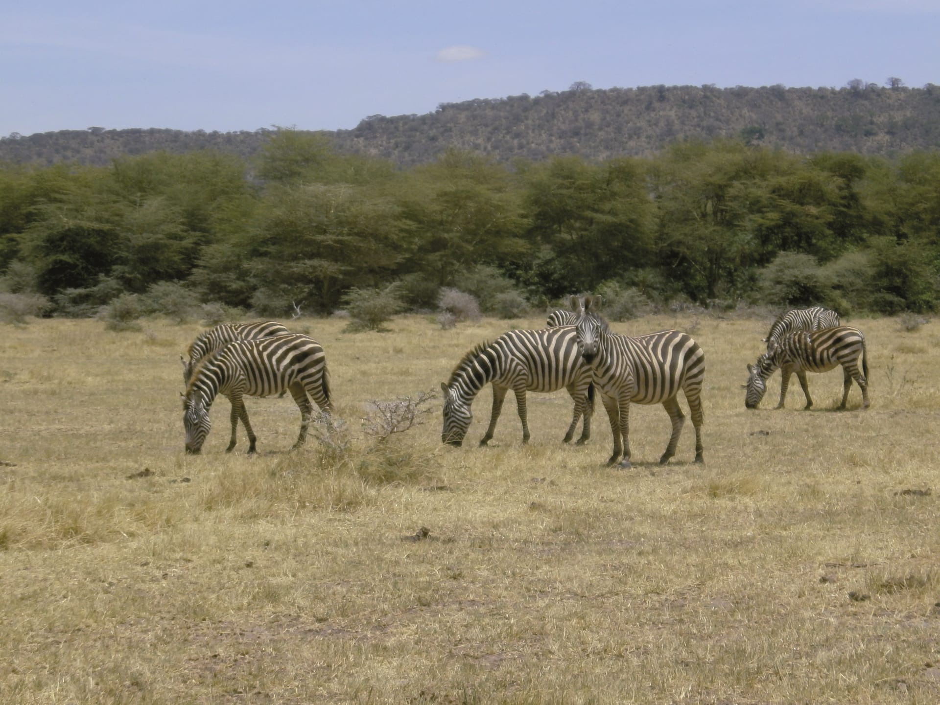 TAZ_REG_003_20130716_DIA