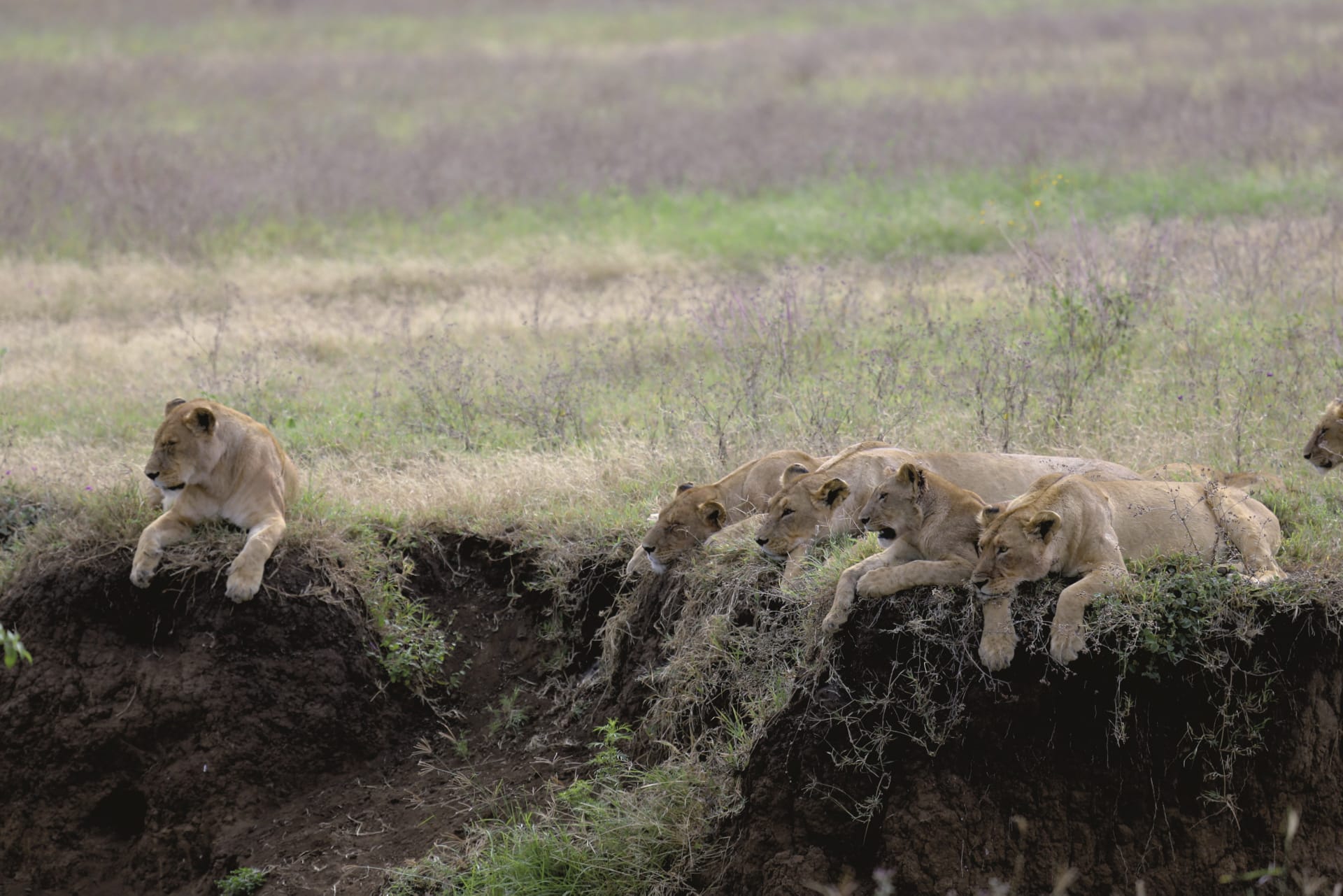 TAZ_REG_042_20170719_DIA