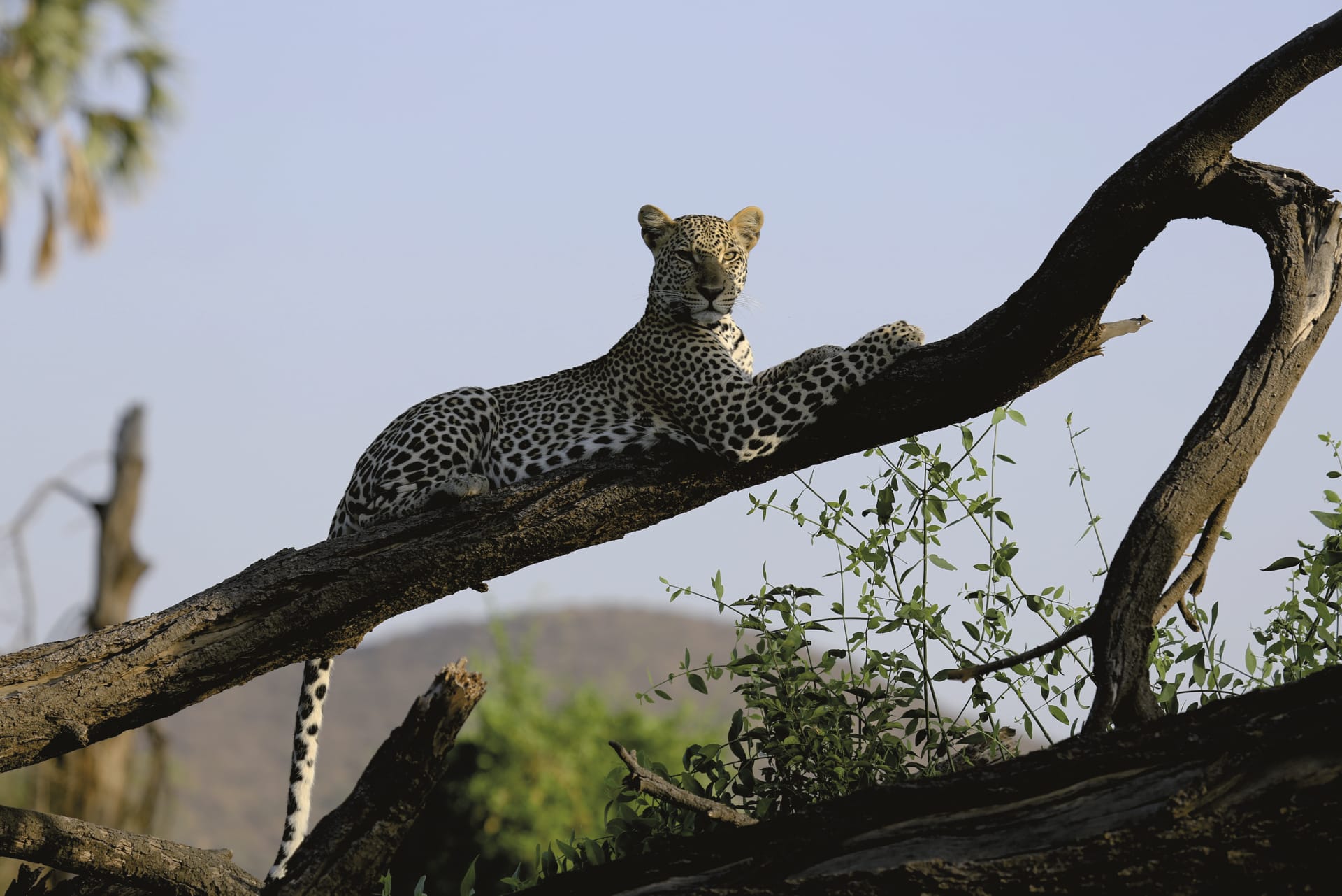 TAZ_REG_051_20170719_DIA