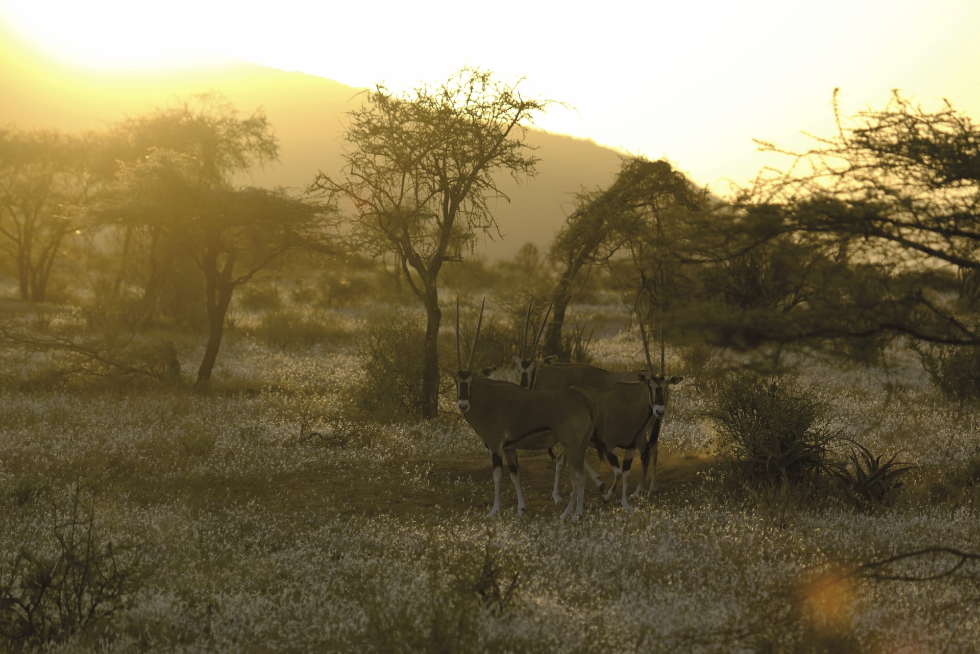 TAZ_REG_057_20170719_DIA