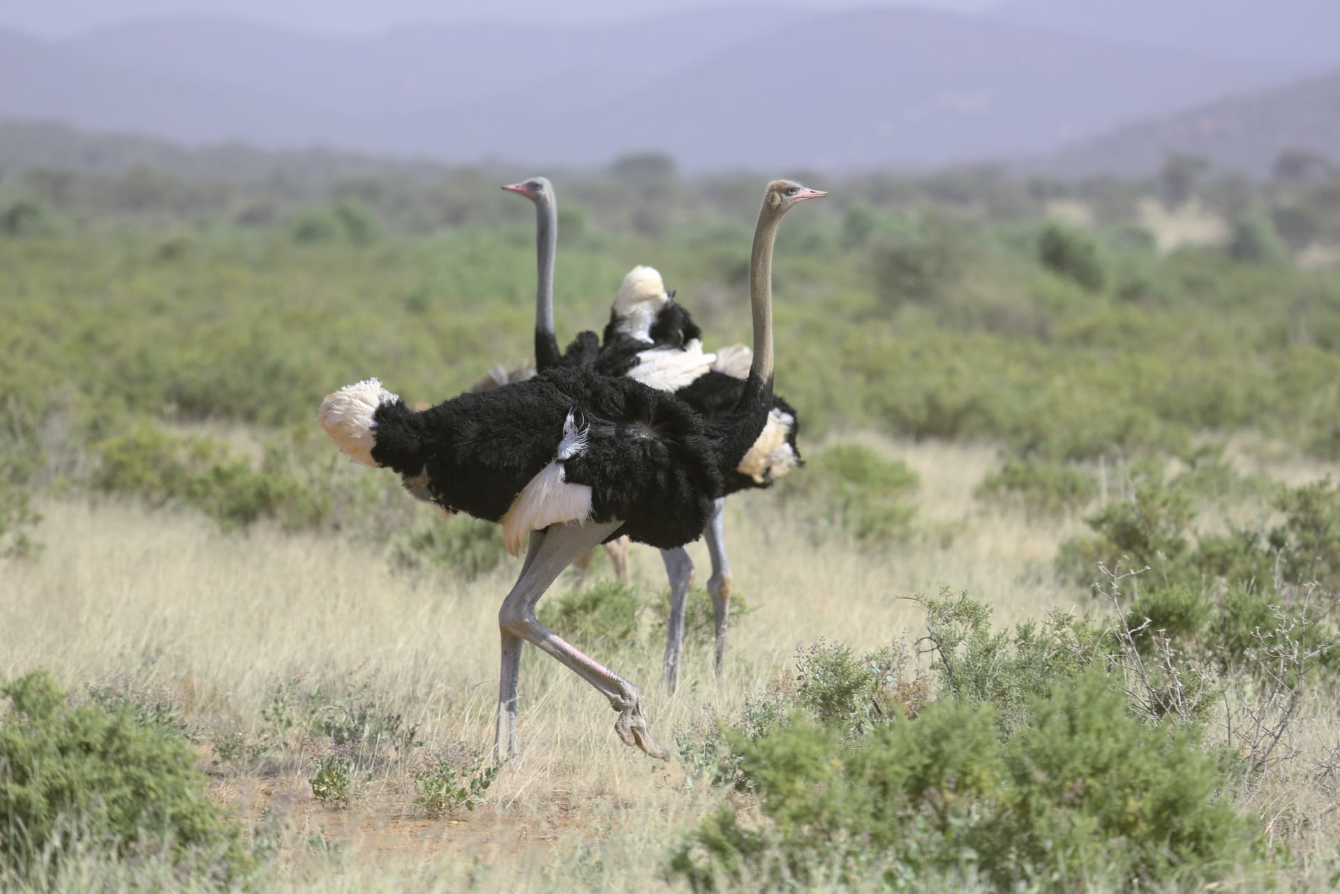 TAZ_REG_058_20170719_DIA