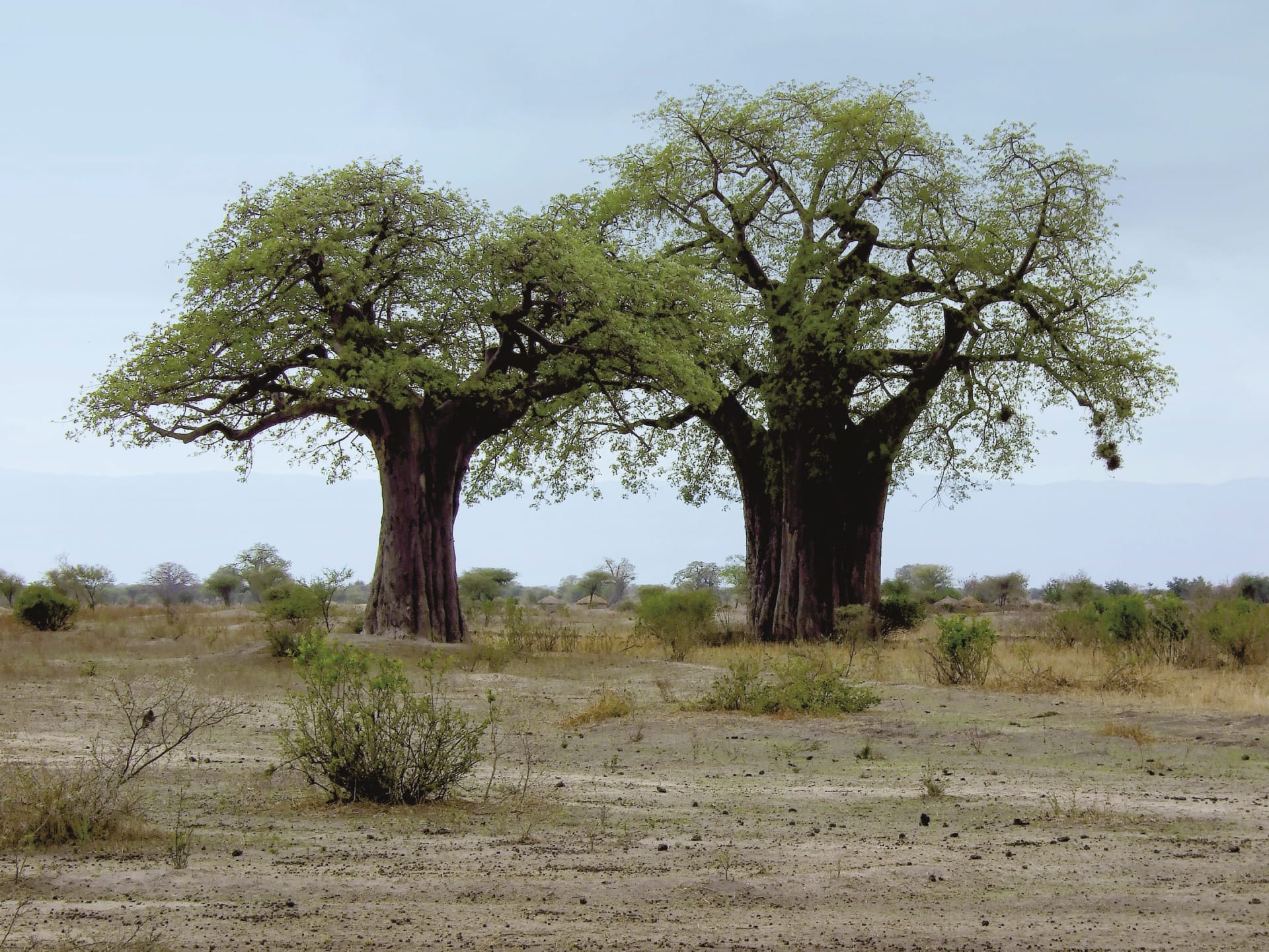 TAZ_REG_106_20150616_DIA