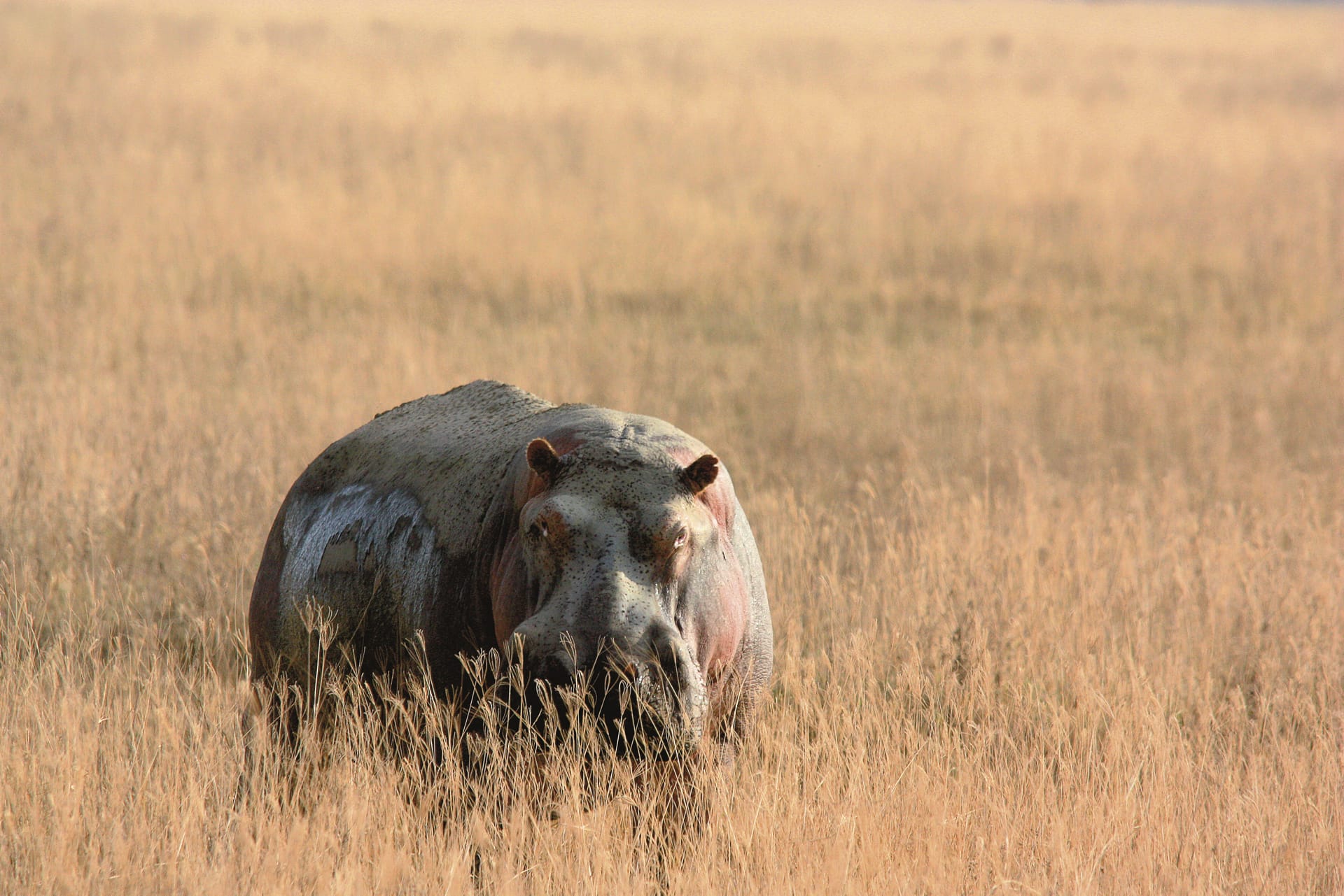 TAZ_REG_123_20150616_DIA