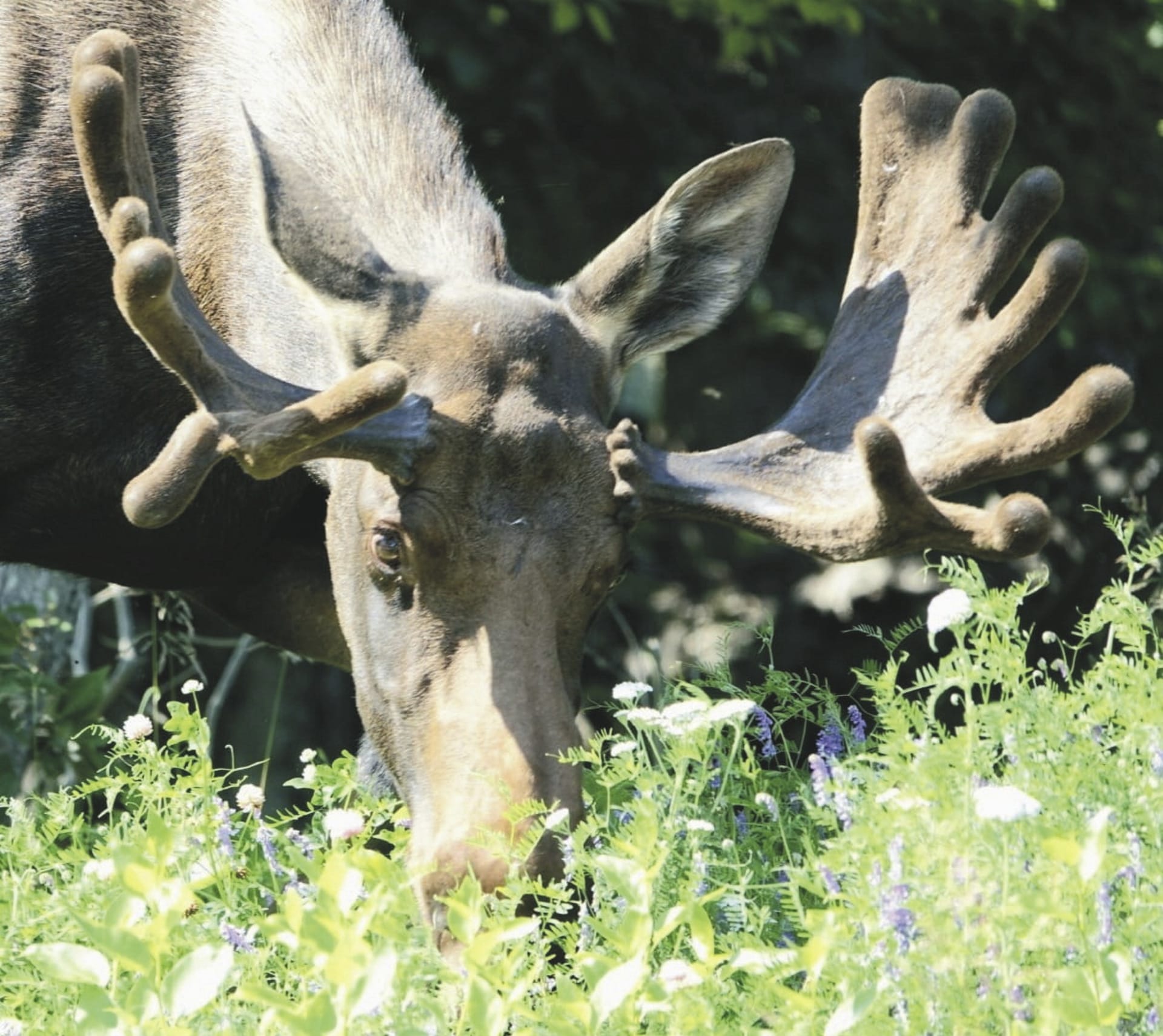 USA_AK_20230831_JB_3