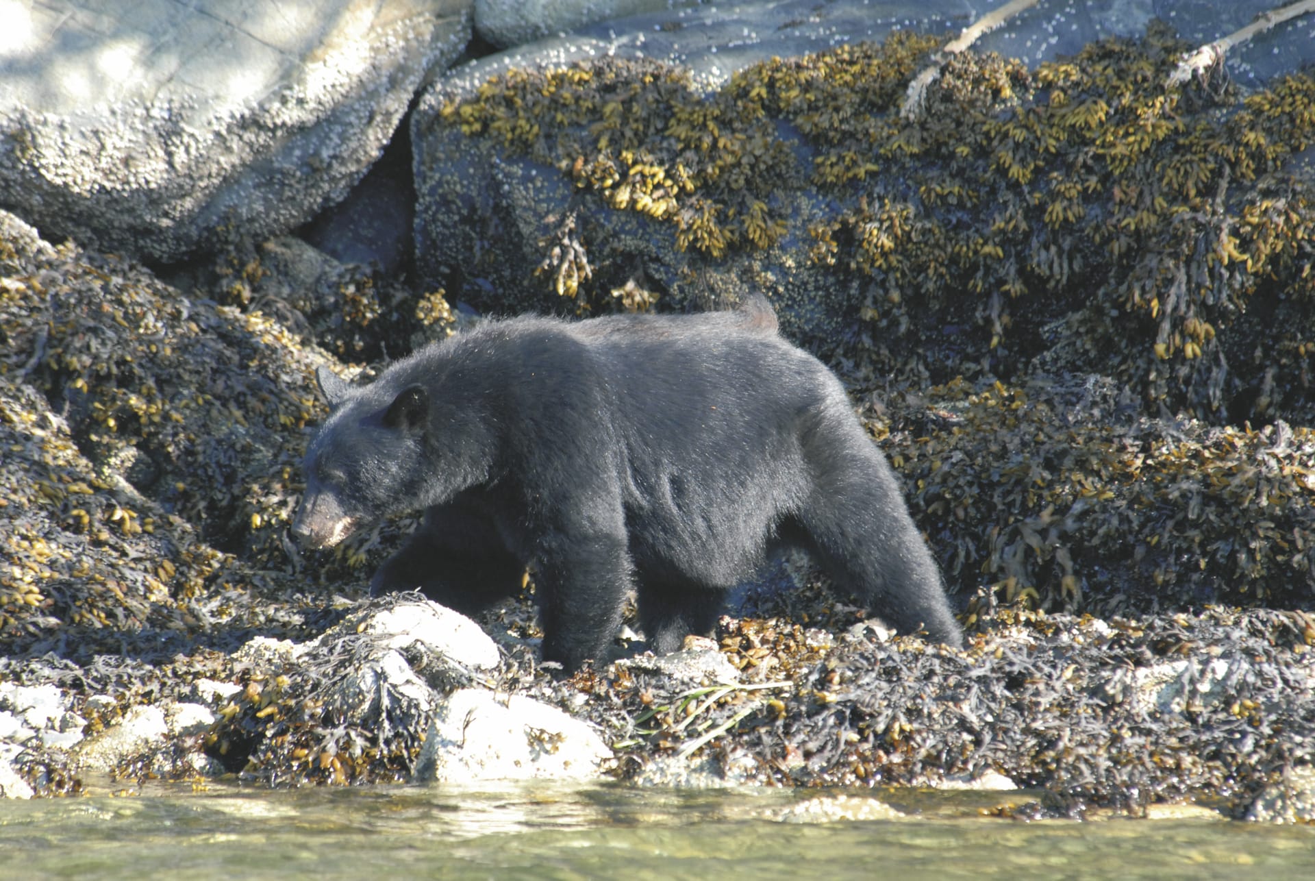 USA_CA_032_20170822_KA