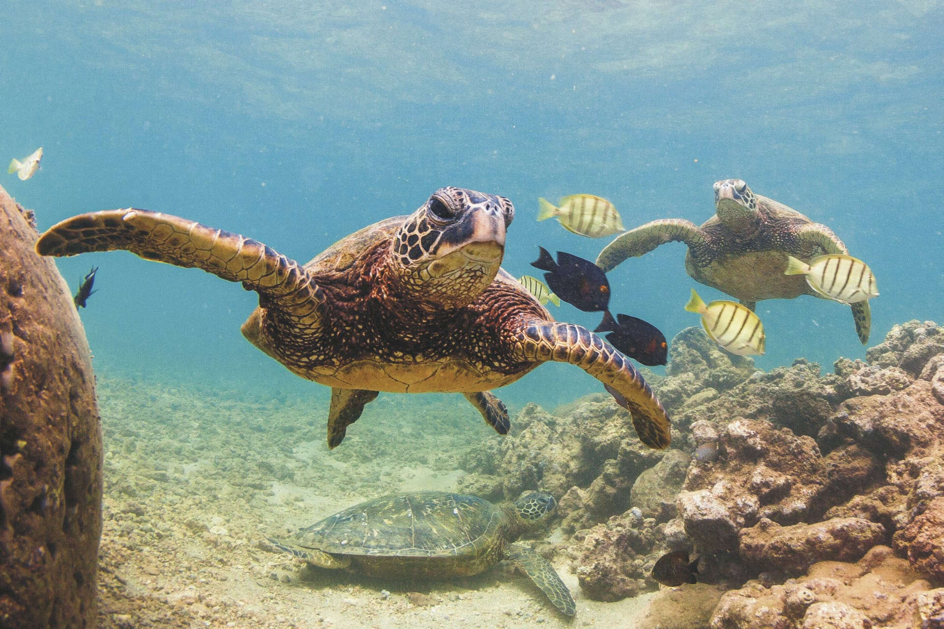 USA_HI_20181010_JB_3_1