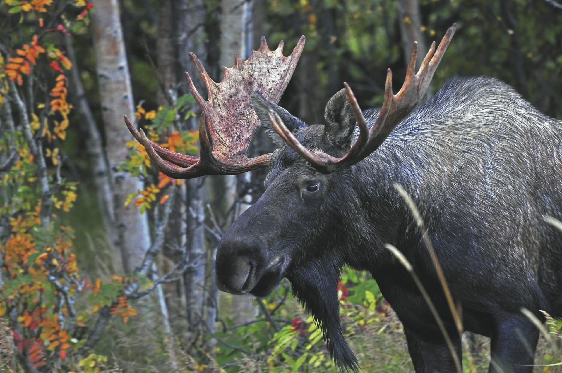 USA_US_003_20150803_KA